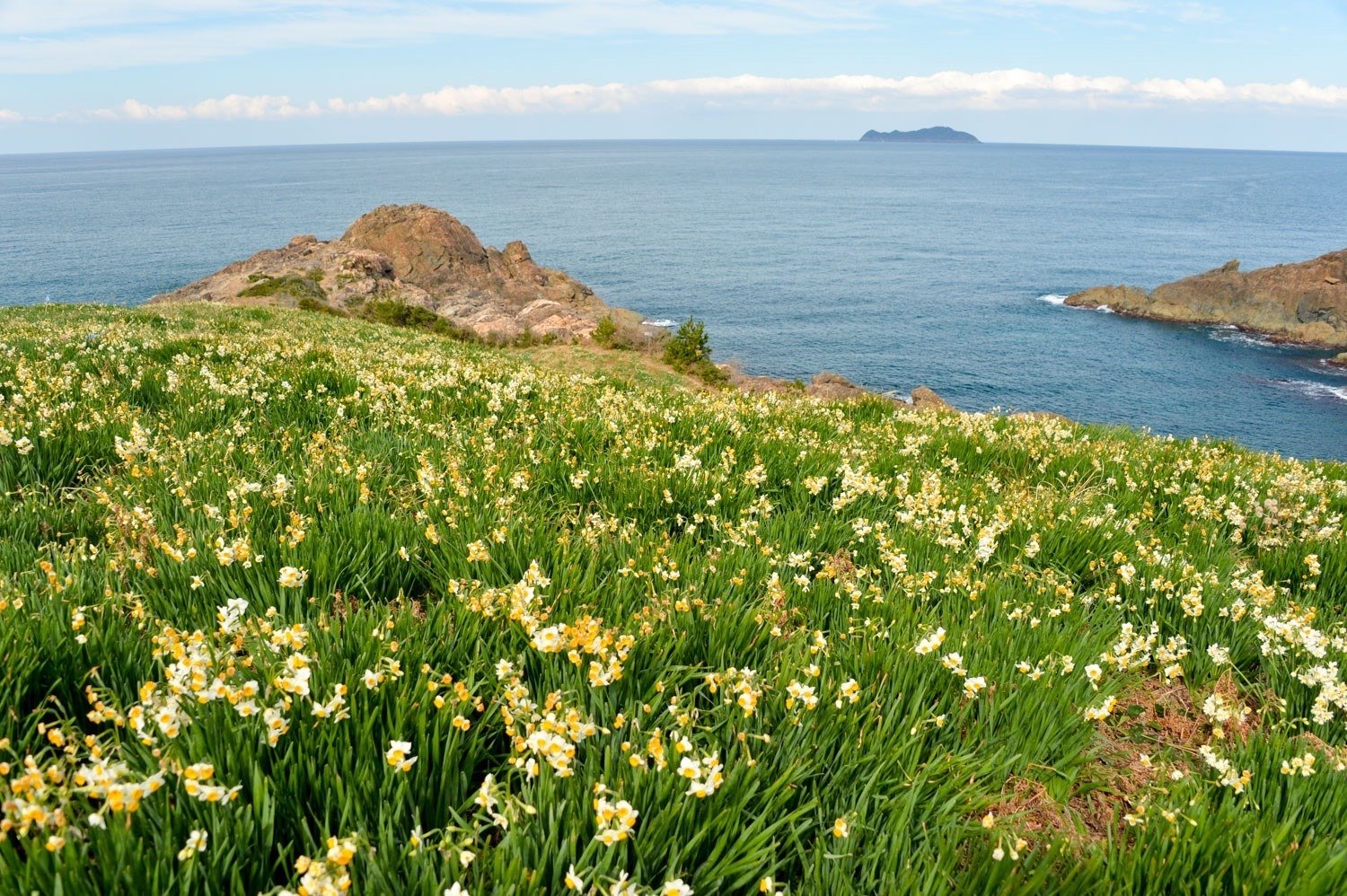 五感で感じたい！唐音水仙公園に出かけてきました。｜くらしアトリエ