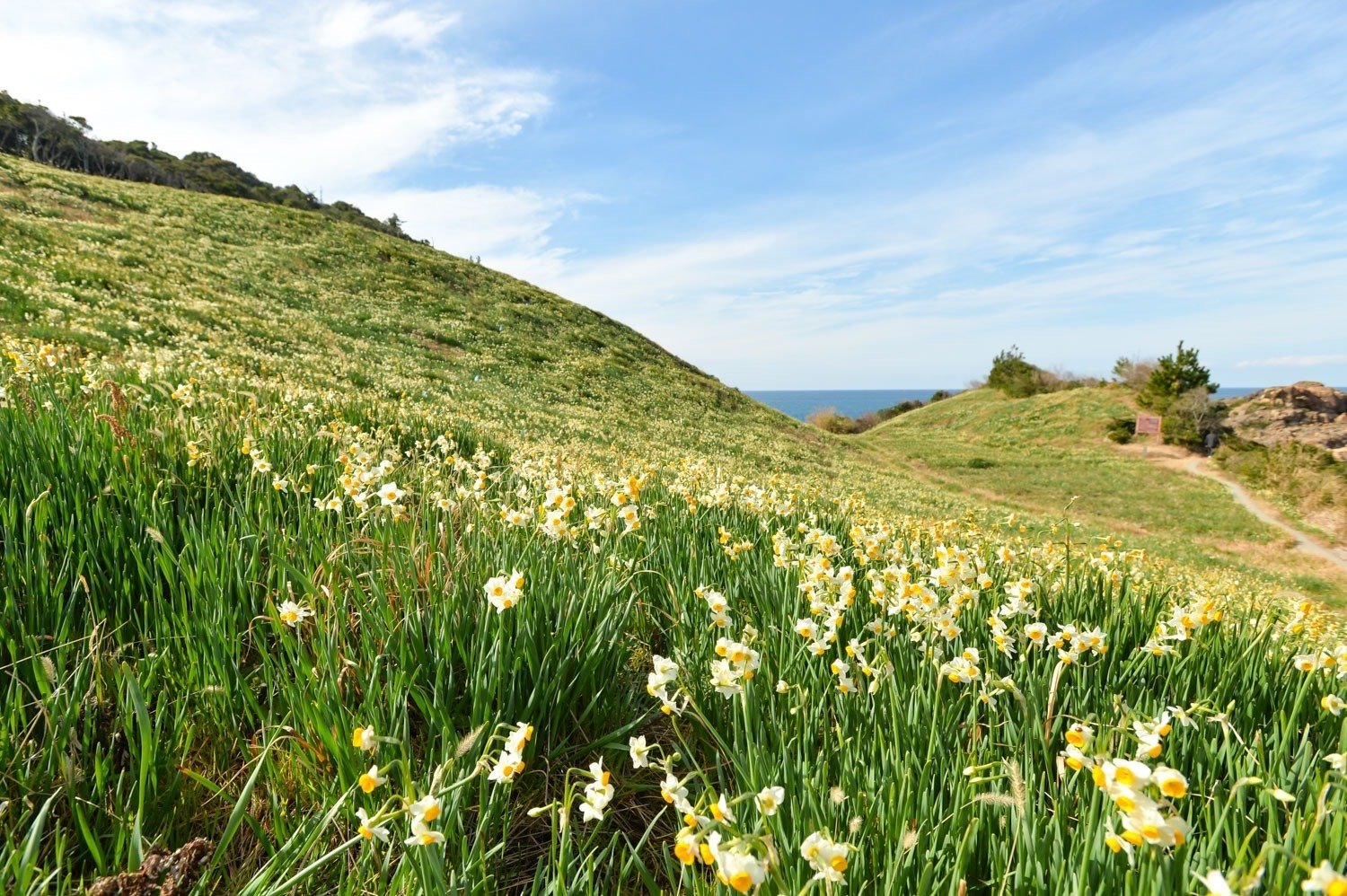 五感で感じたい！唐音水仙公園に出かけてきました。｜くらしアトリエ