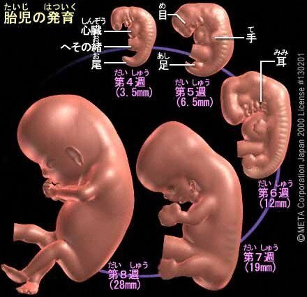 胎児の発育過程