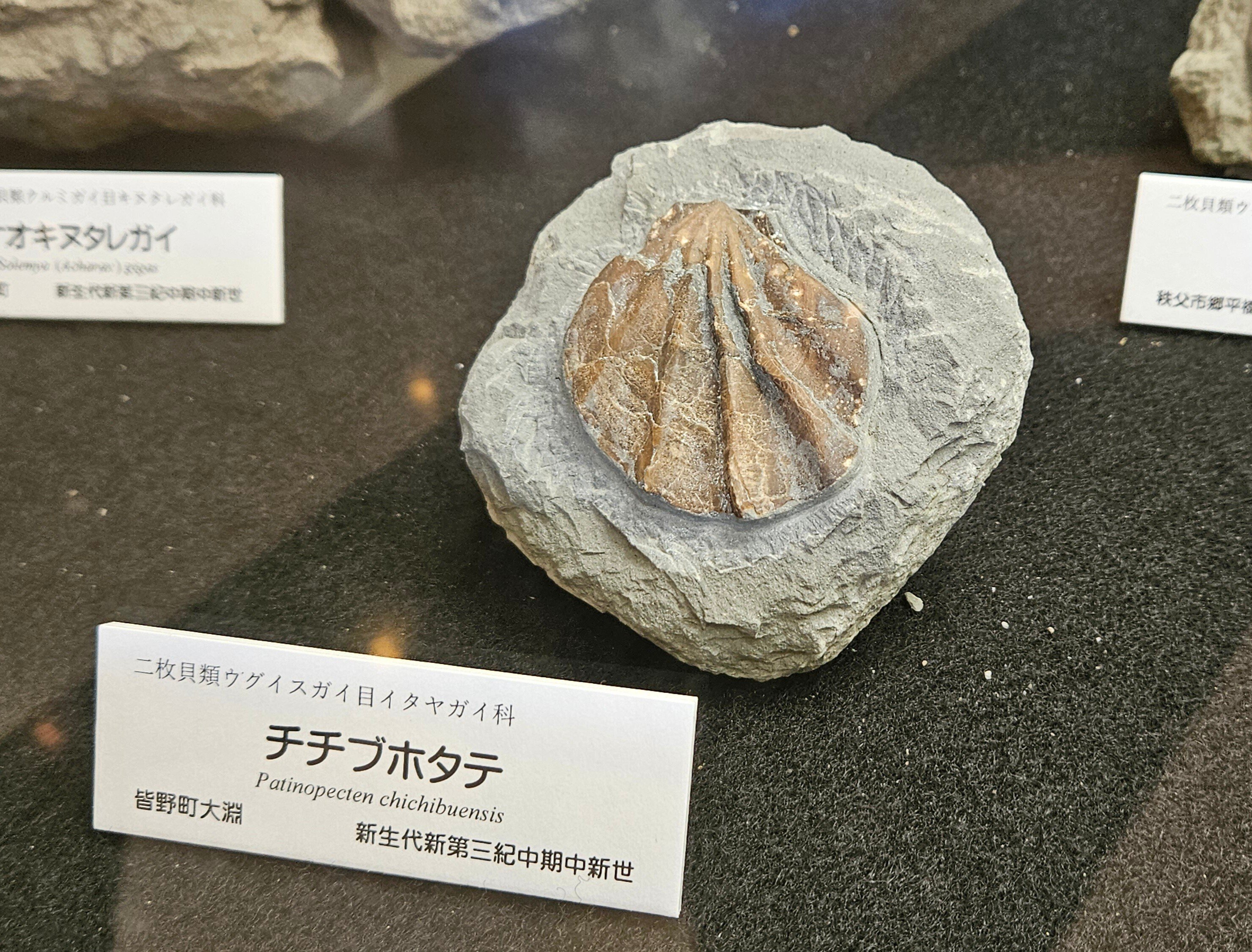 はにわ☆ようばけ化石☆古秩父湾【1550万年前のホタテ0.8
