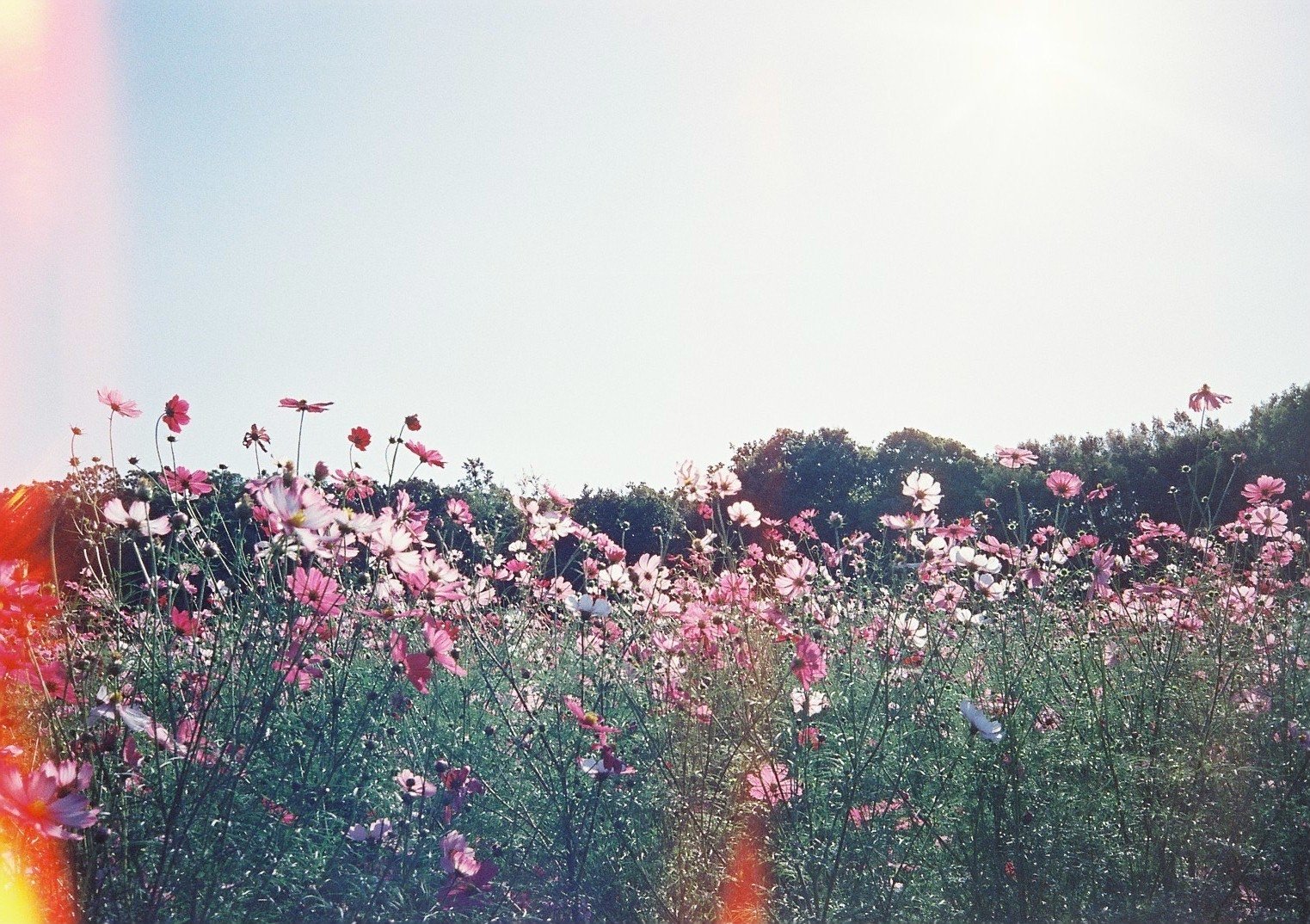 美品★限定生産品★オリンパス OLYMPUS ECRU#230384 オリンパス ecru ＜限定品＞ 展示品