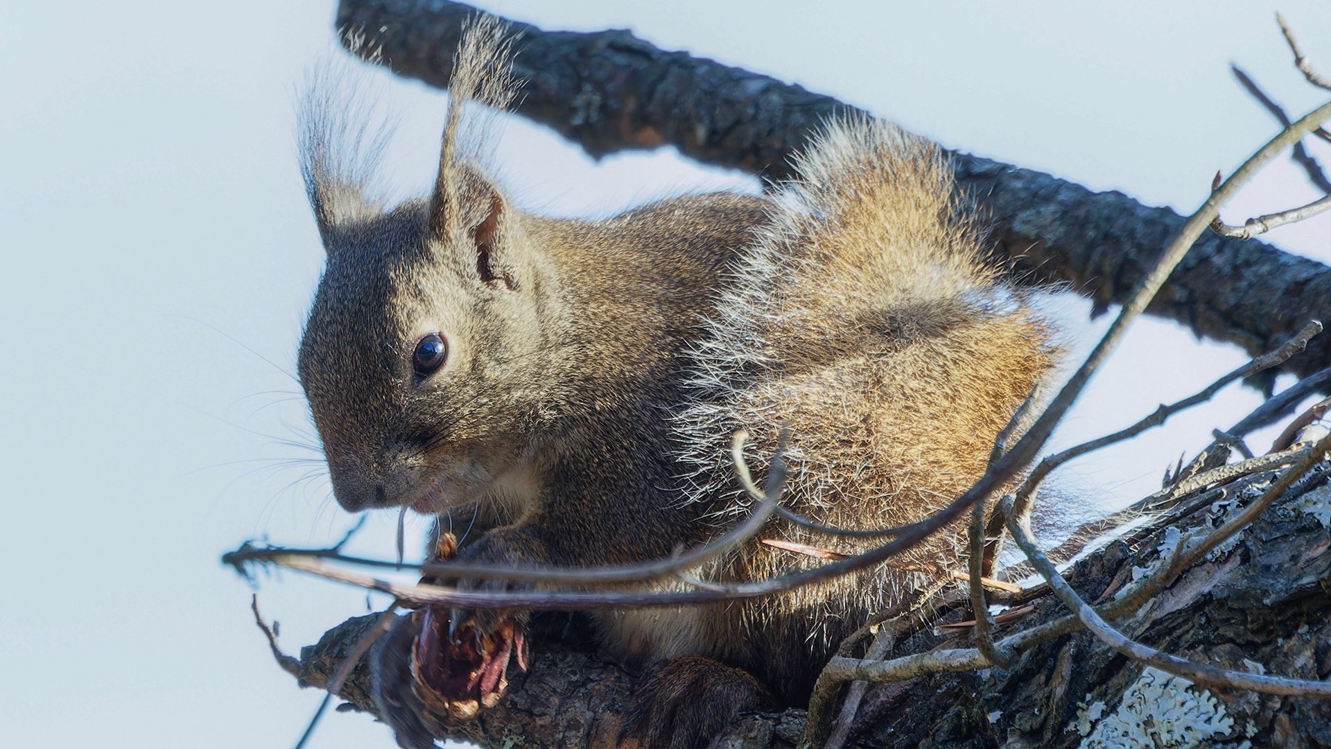 リスが松ぼっくりをGETする瞬間!!!｜神戸の野鳥note@きたの みつよし