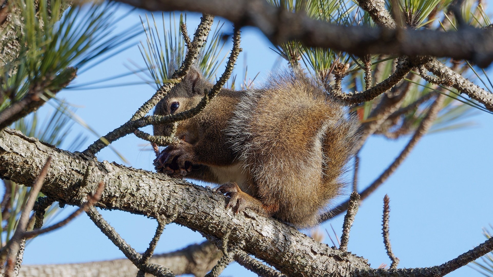 リスが松ぼっくりをGETする瞬間!!!｜神戸の野鳥note@きたの みつよし