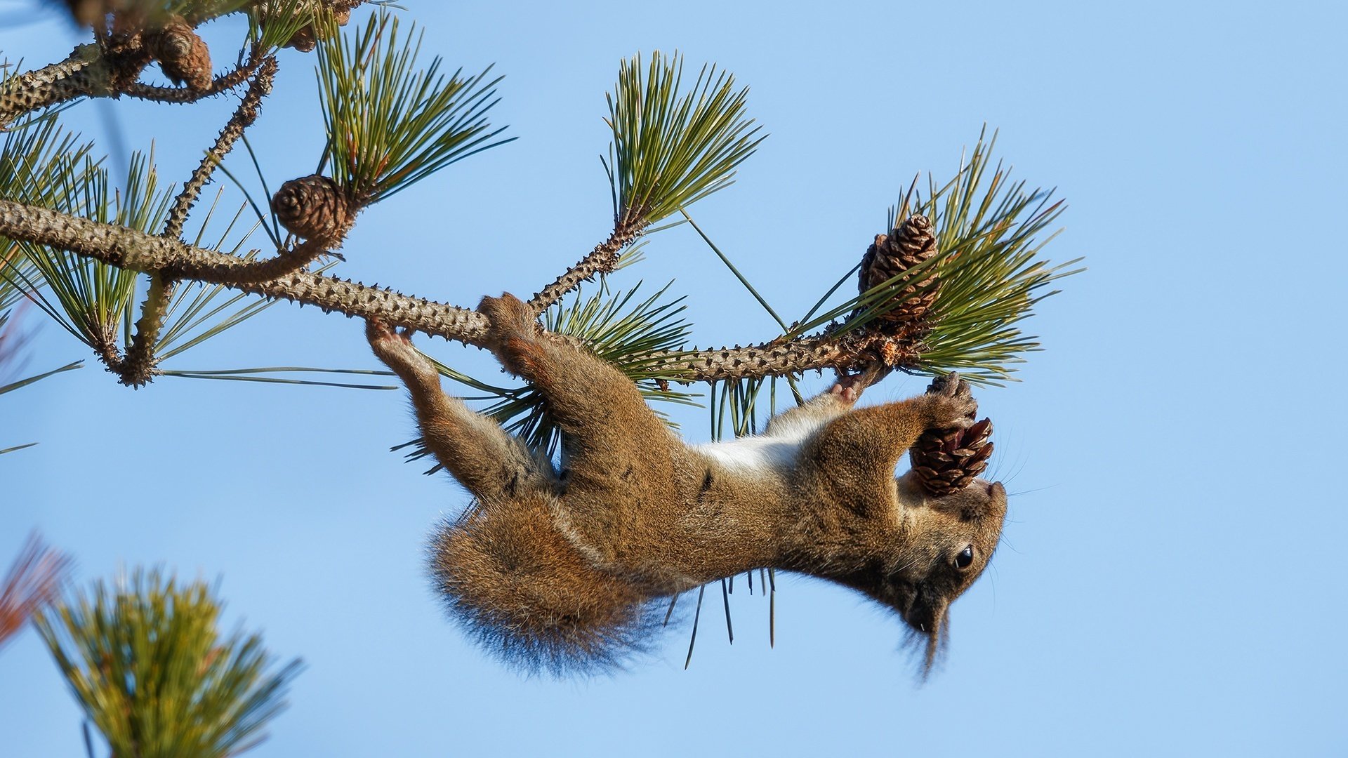 リスが松ぼっくりをGETする瞬間!!!｜神戸の野鳥note@きたの みつよし