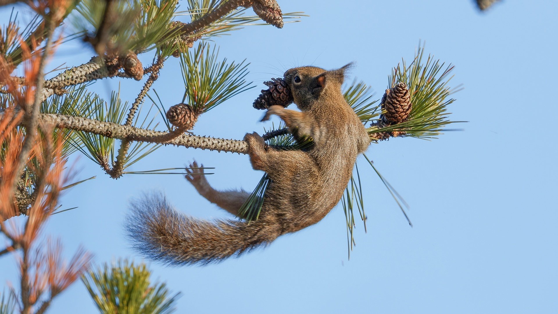 リスが松ぼっくりをGETする瞬間!!!｜神戸の野鳥note@きたの みつよし