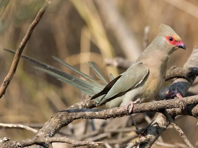 第2849回 鳥の名前の秘密 ⑹｜翆野 大地