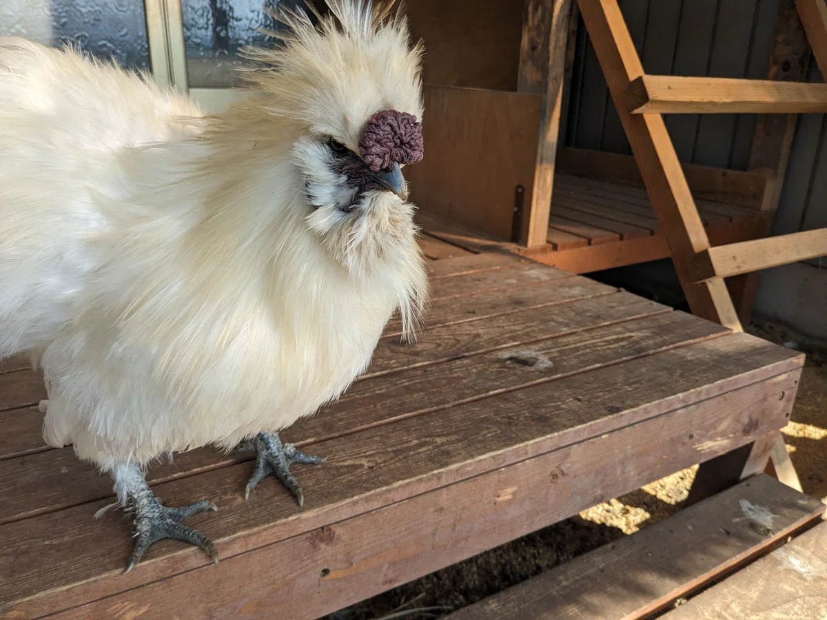 新しい鶏小屋づくり｜のんびり農園