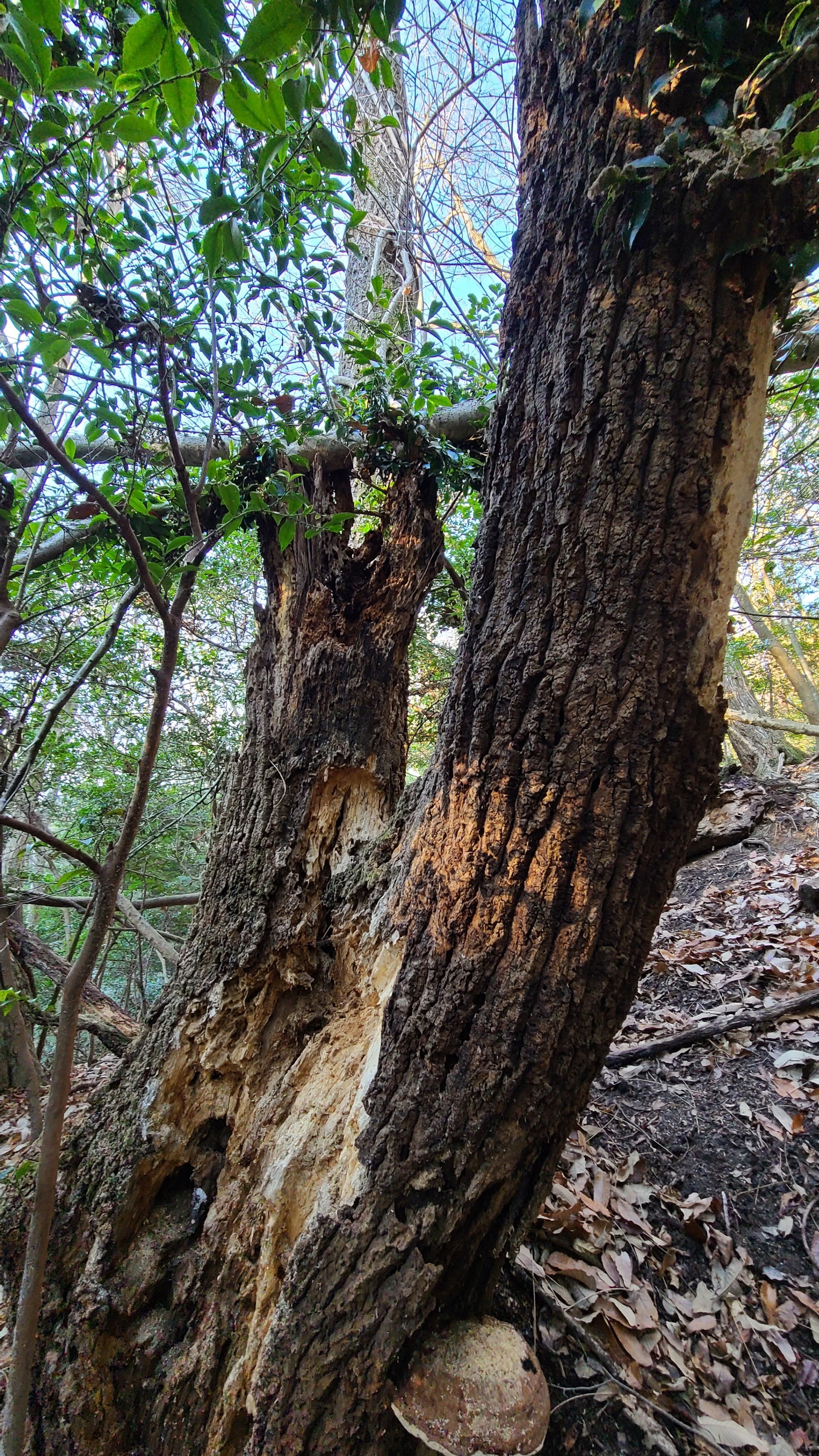 京都府 オオクワガタ 材割り採集記｜キヨタミ