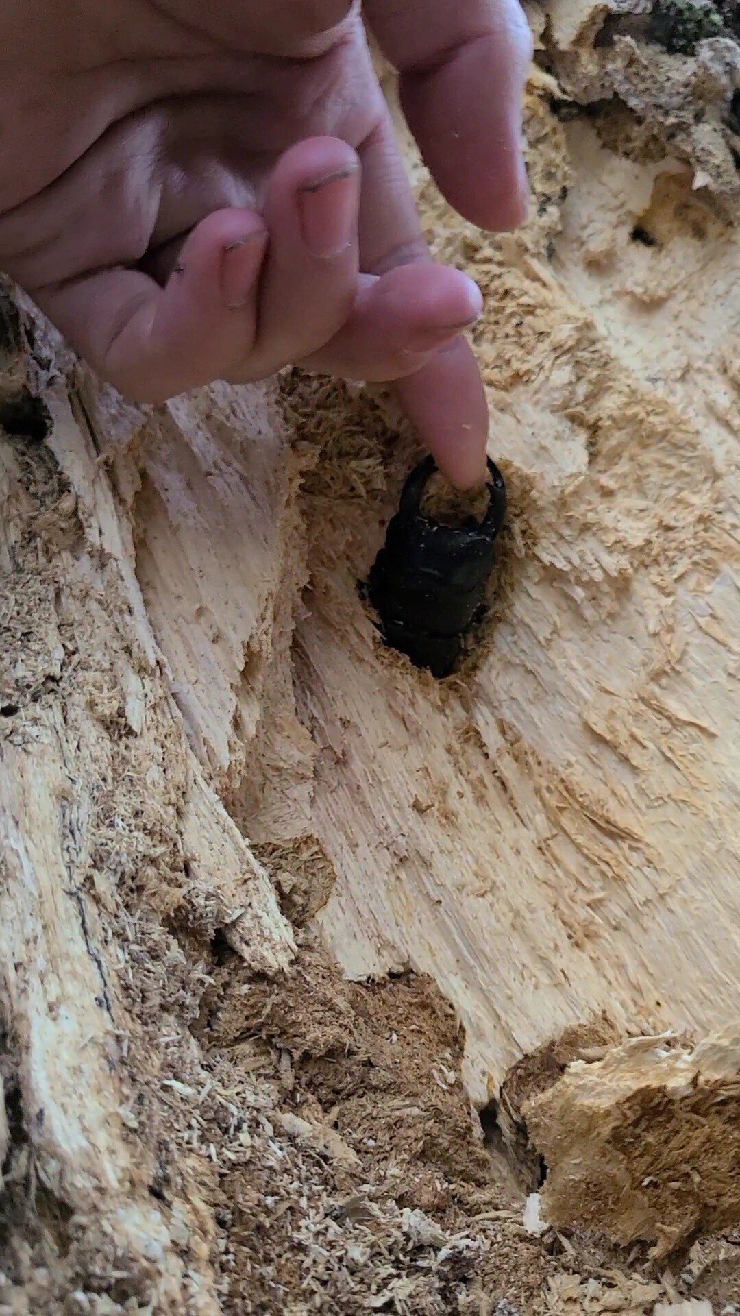 f*t様 オオクワガタ　F0 材割成虫採集個体70.7㎜ f*t様 オオクワガタ F0 材割成虫採集個体70.7㎜