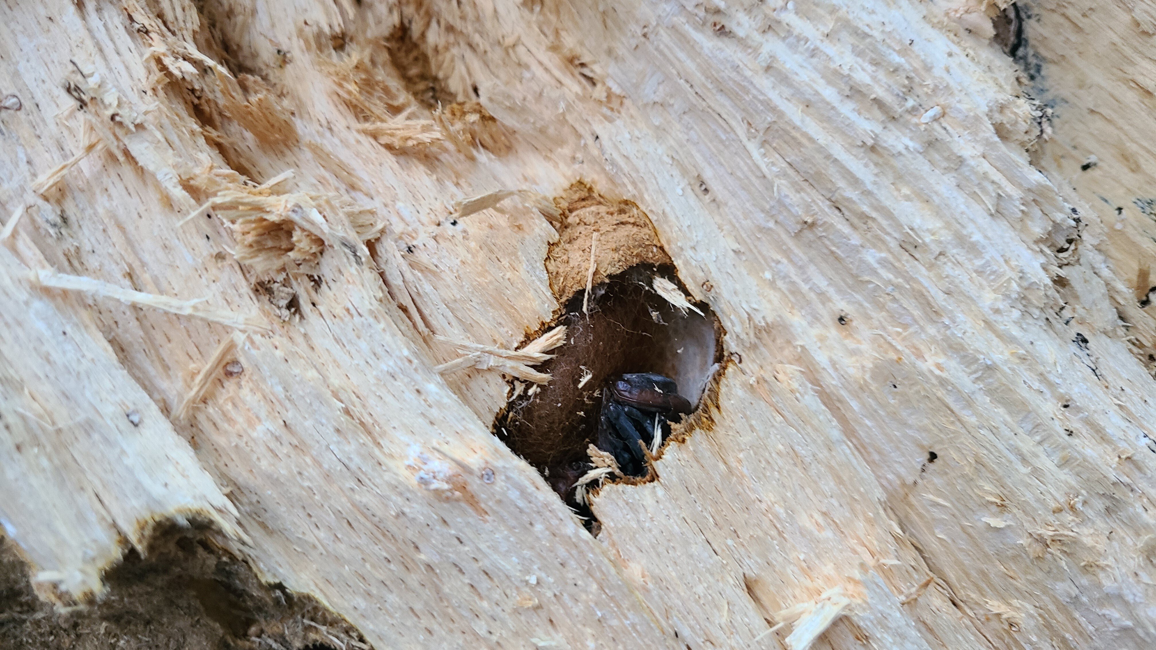 京都府 オオクワガタ 材割り採集記｜キヨタミ