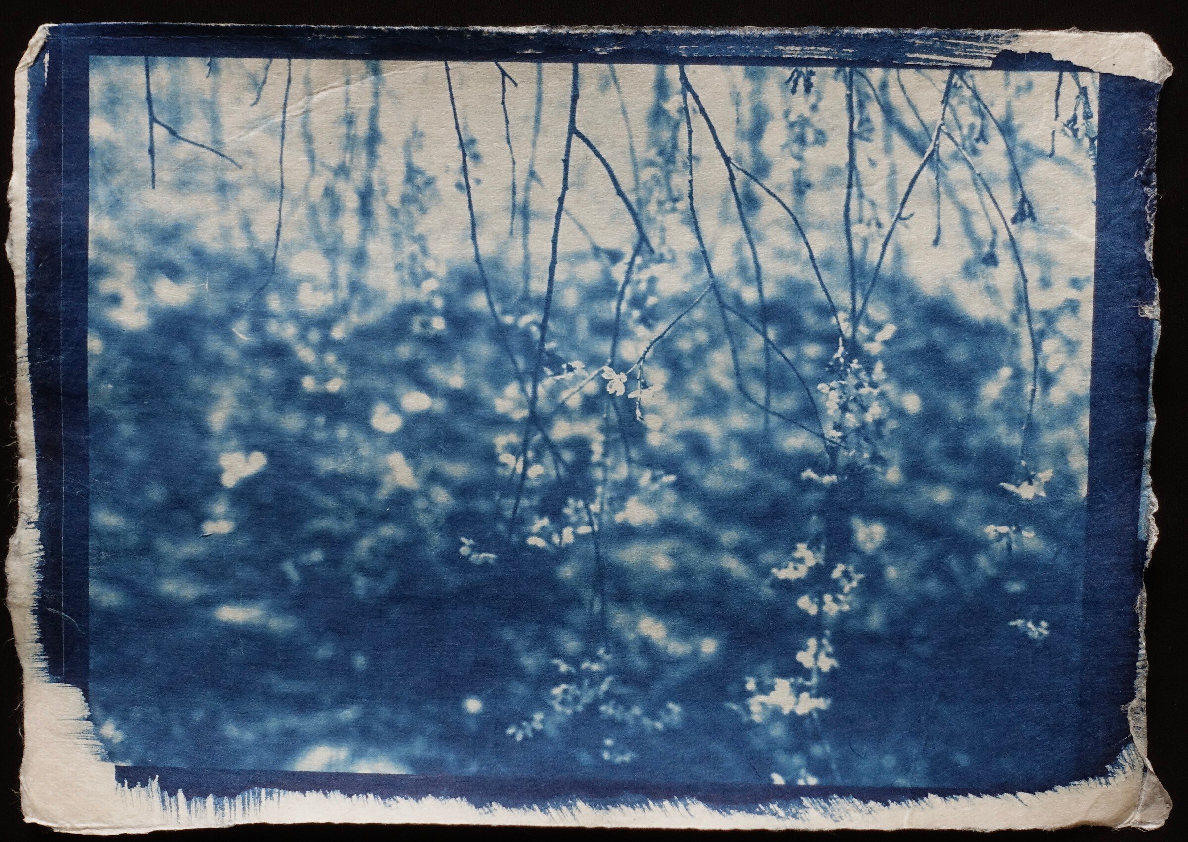 サイアノ（日光写真）に挑戦】プルシアンブルーの世界に宿るもの｜uma