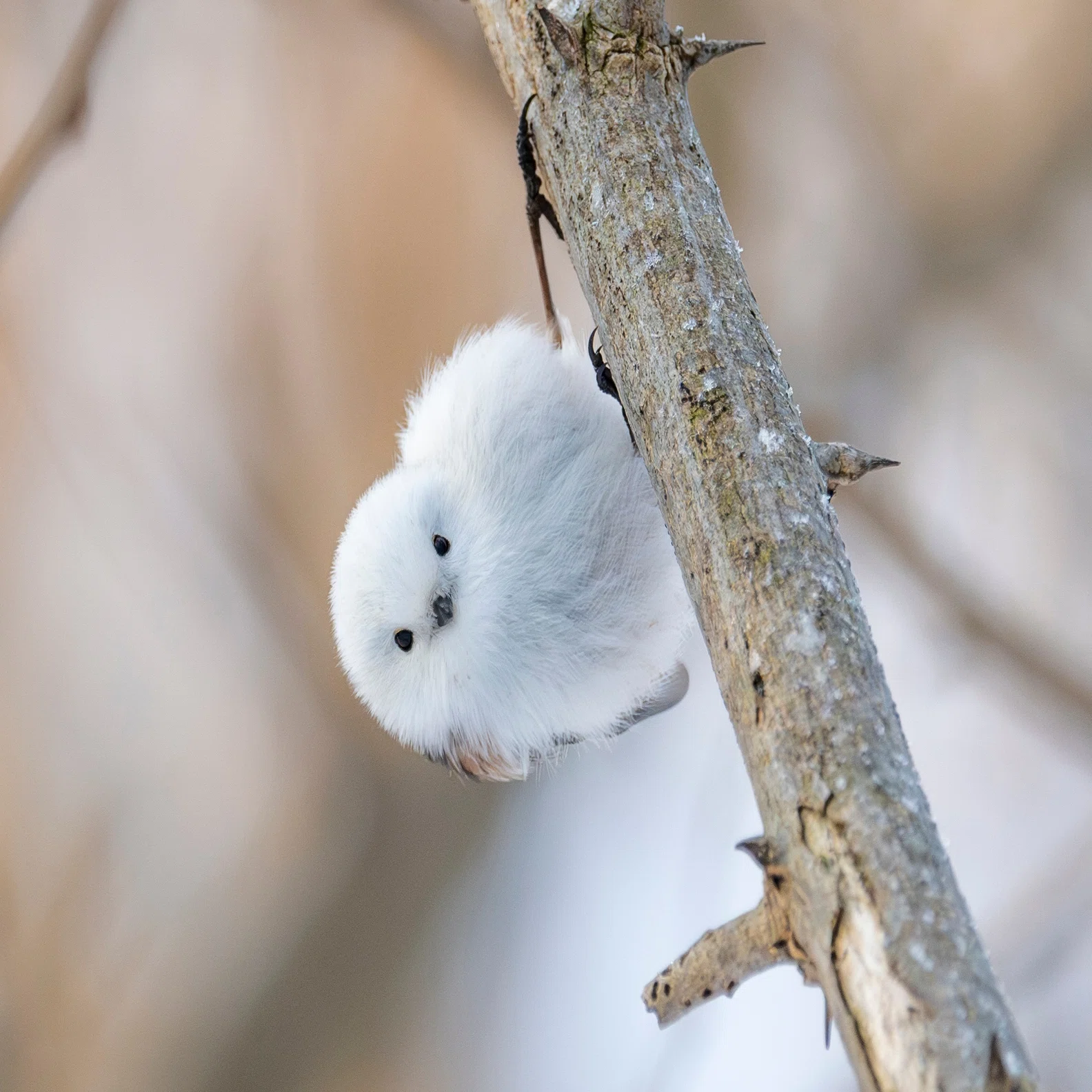 憧れの鳥探しに挑戦！ 第4回《シマエナガをかわいく撮りたい 