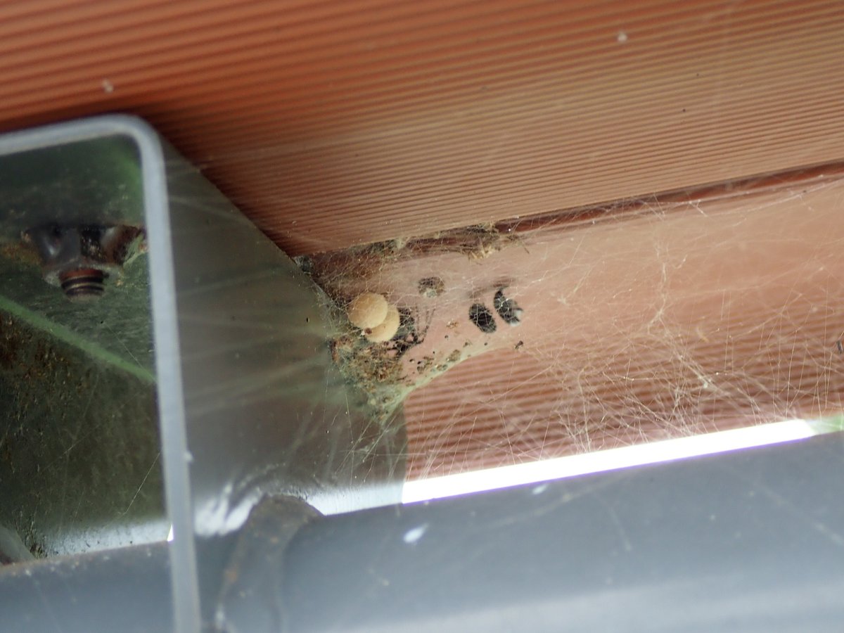 セアカゴケグモの営巣状況｜ふろしき@セアカハンター 