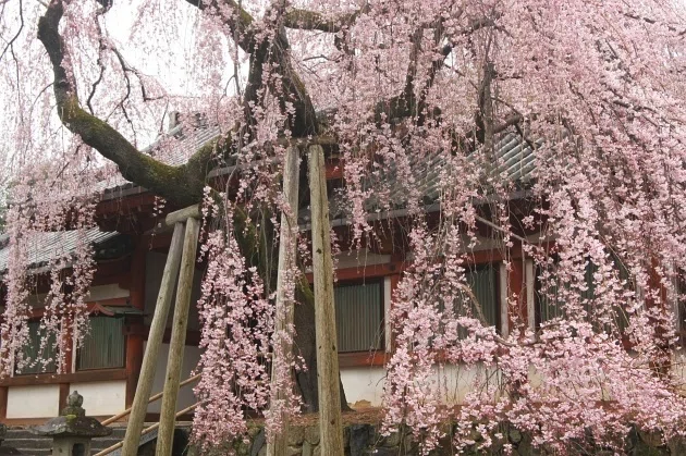 【中古】 氷室の桜 桜暦7＞氷室神社の奈良一番桜｜清愁