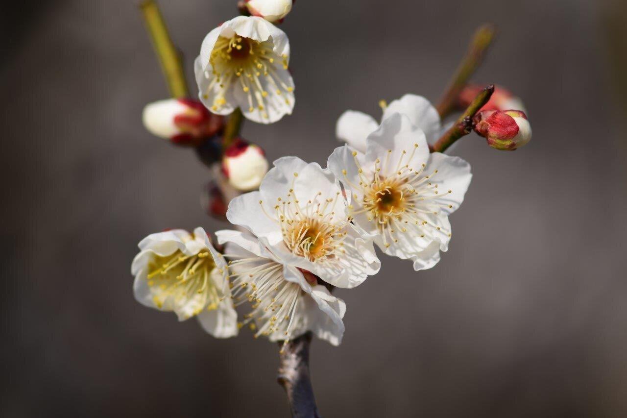 シーズン到来の“梅の開花は?“ 荒山公園にて(堺市南区)｜福ちゃんの散歩道