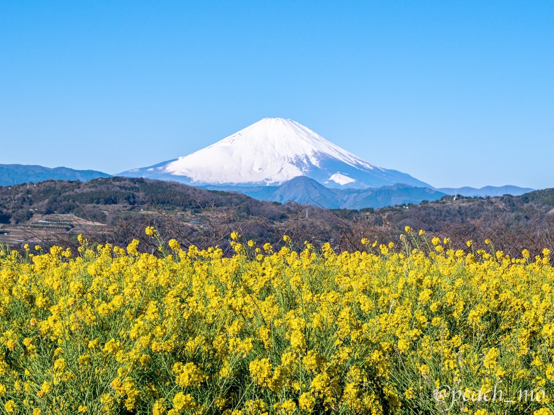 今日はあの山へ#16｜冬のお花見その2 神奈川県二宮町の吾妻山・菜の花