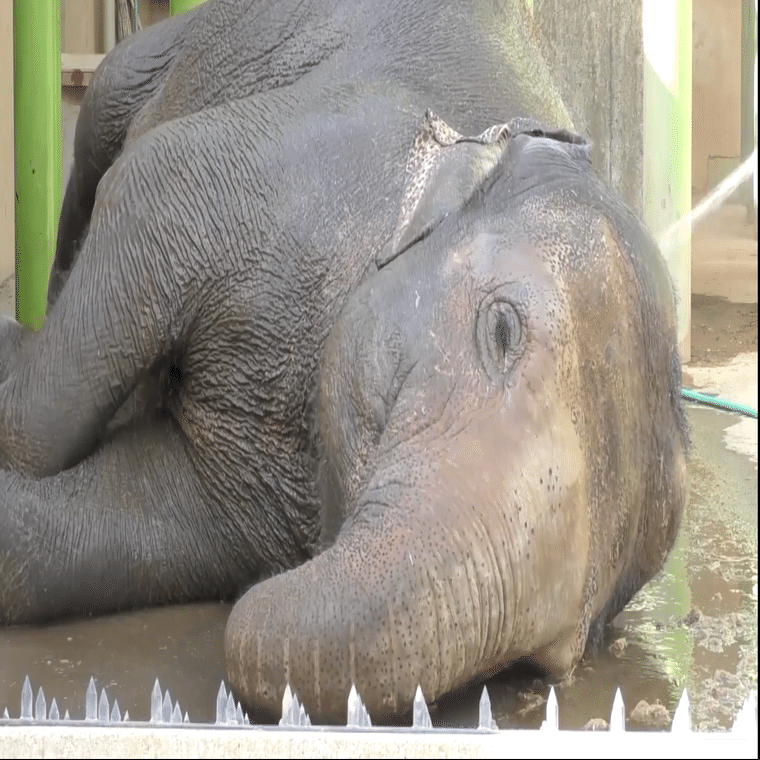 動物園を考える③ わたしたちは動物の何を見ているのか？ 【ゲスト：佐藤栄記さん（動物ジャーナリスト）】｜大学のハラスメントを看過しない会【「動物 から考える社会運動」座談会開催中】, image size:1362x760