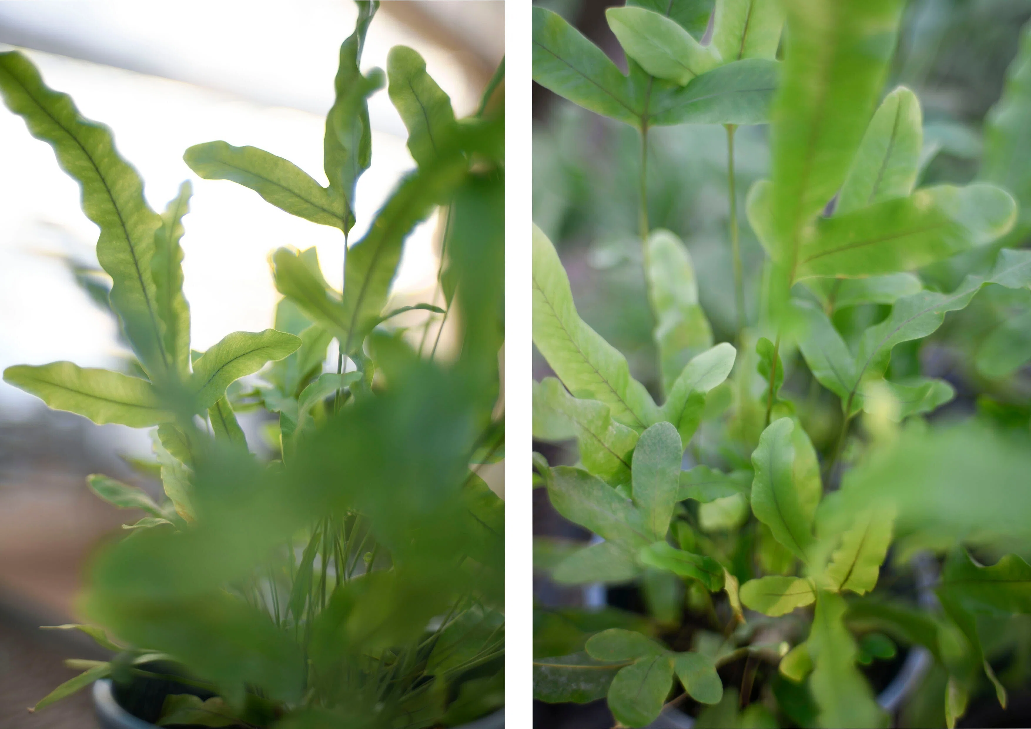 ハウス日記 Vol.32 フレボディウム・オーレウム・ブルースター🌿｜AND