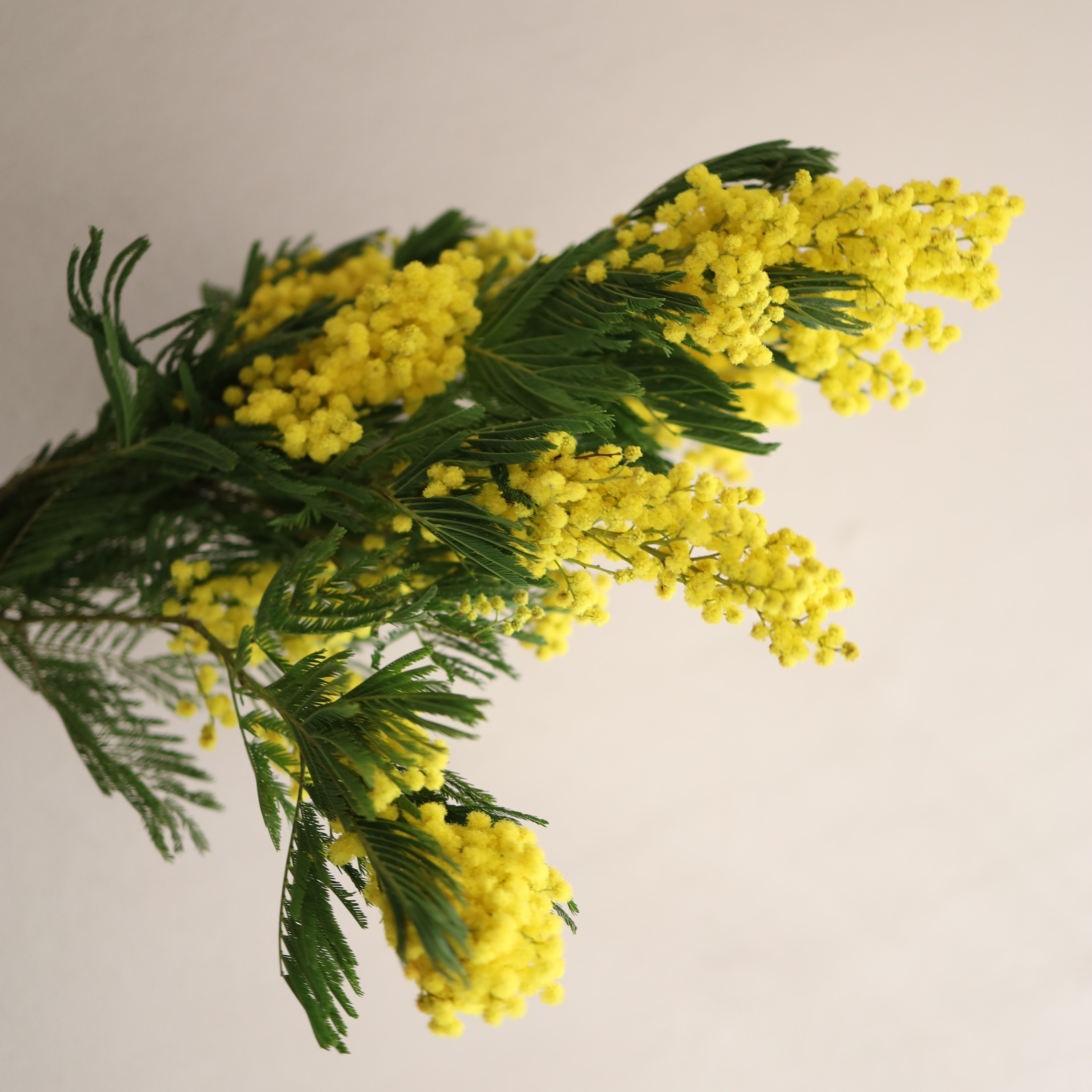 ミモザのお話｜花を支度するハナジタク