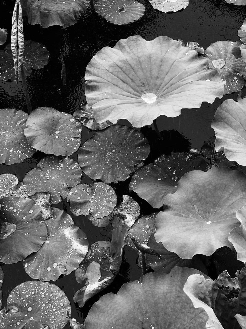 上野不忍池の蓮の葉です