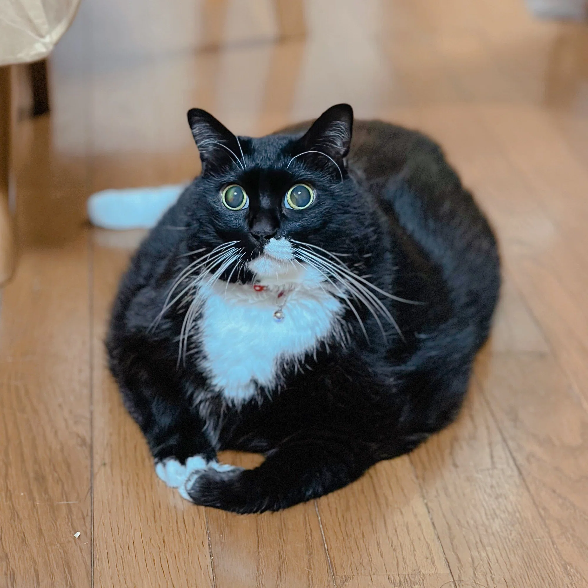 超ビッグボディな猫のソプラノ君、そのぽっちゃり体型の理由は…盲目で 