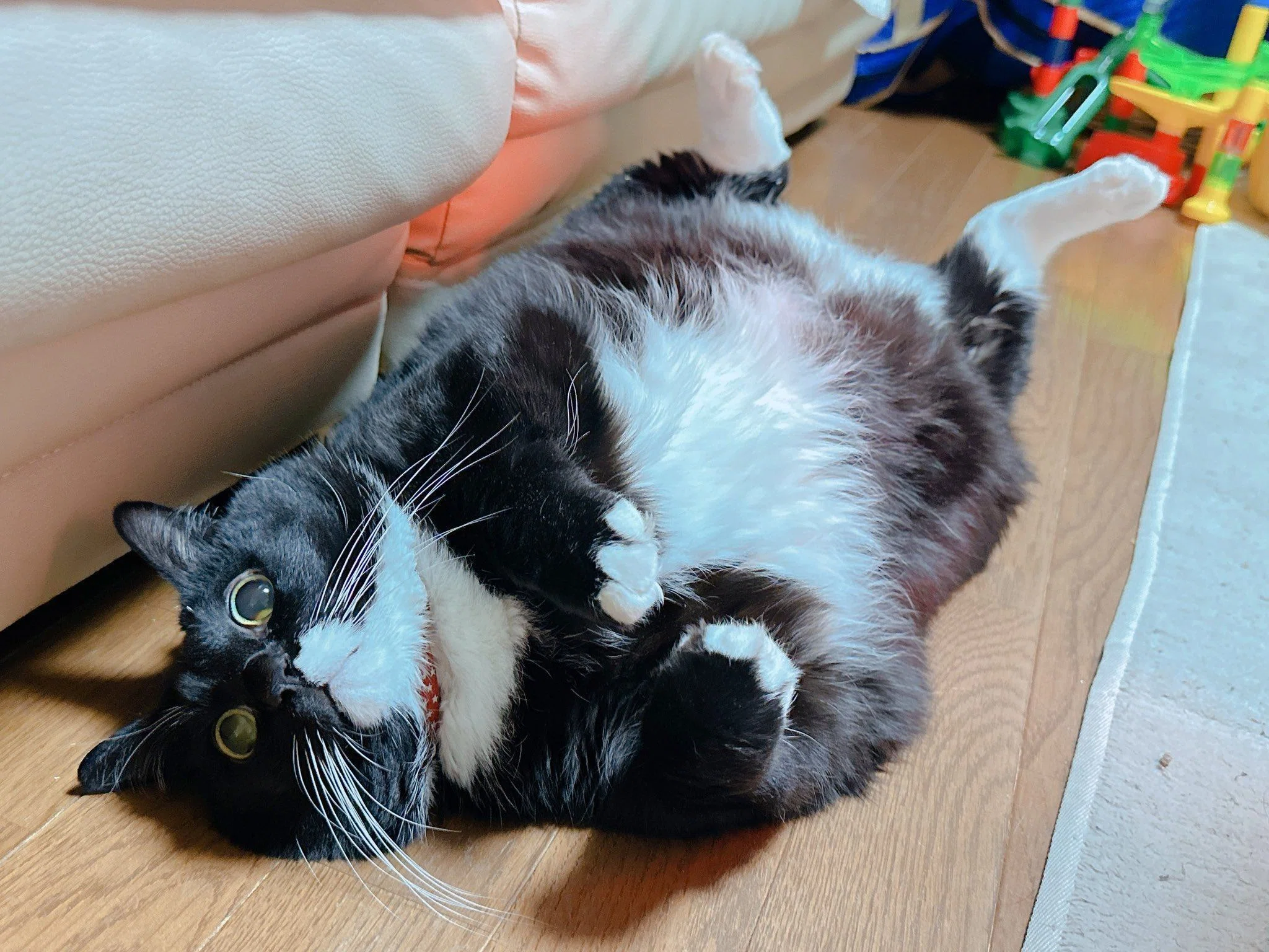 超ビッグボディな猫のソプラノ君、そのぽっちゃり体型の理由は…盲目で