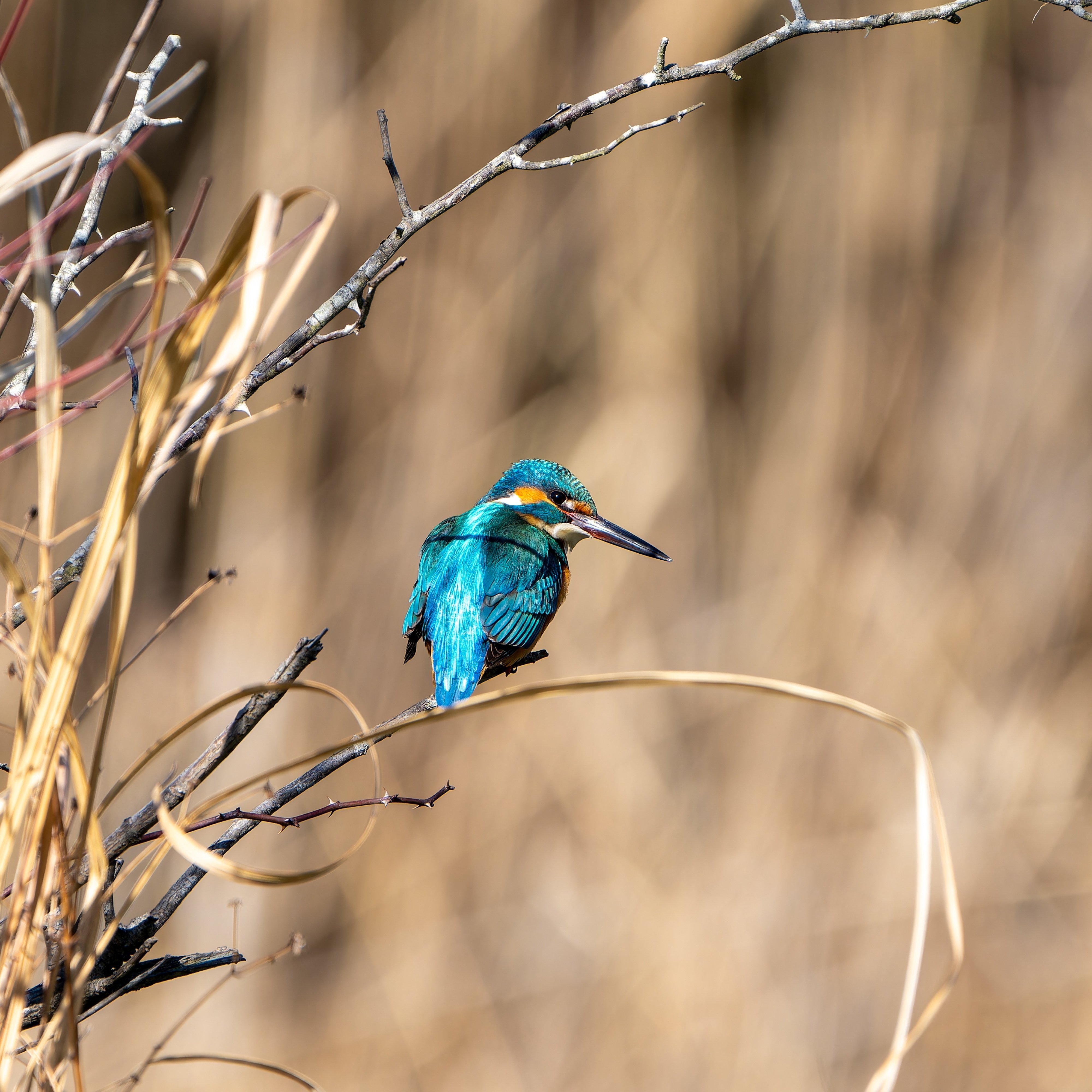 今日撮影した野鳥たち(#1334)｜RURI