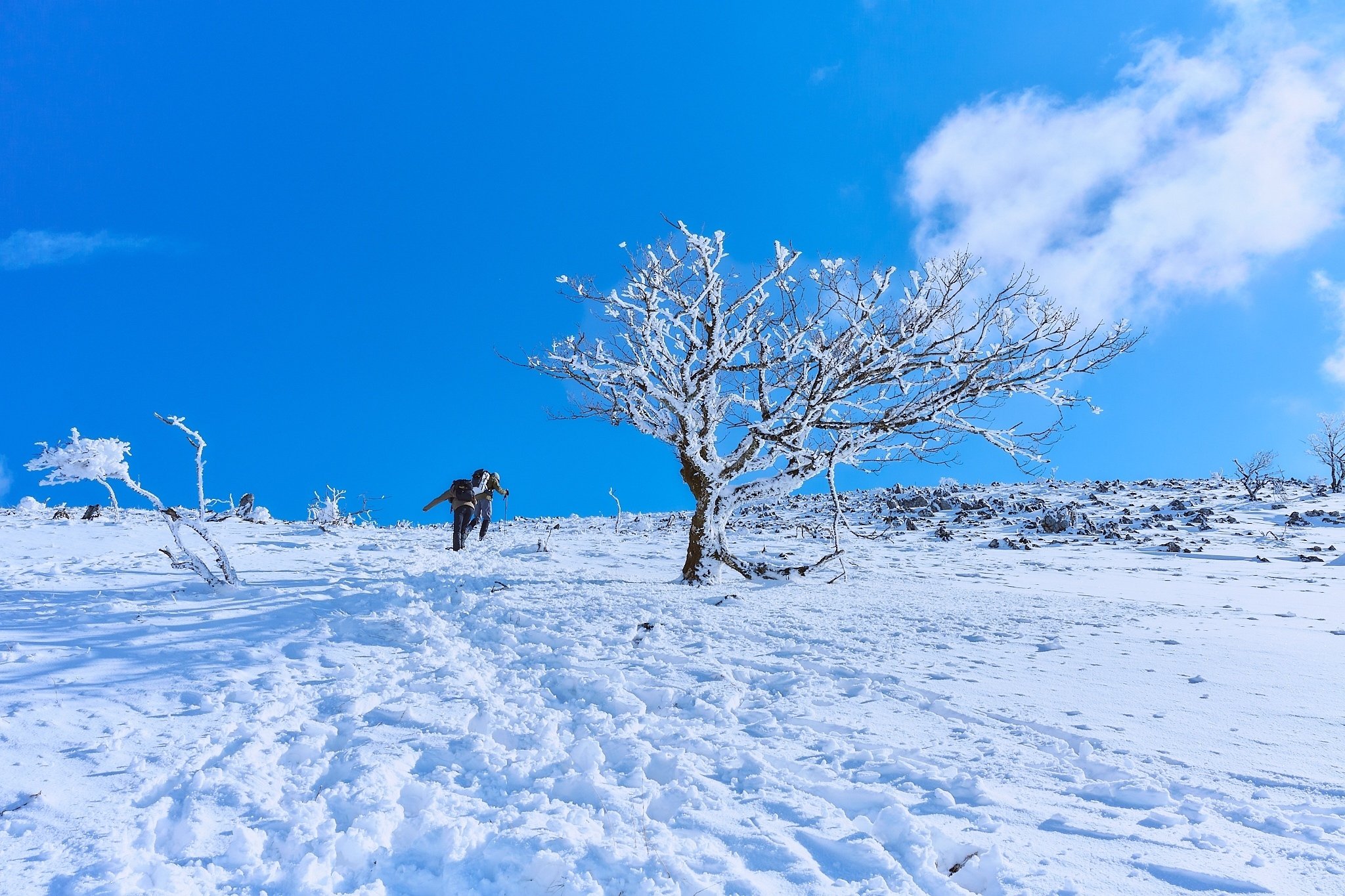 雪山 Ice Monster Snow Hiking – Discover the Winter Magic of Zao's