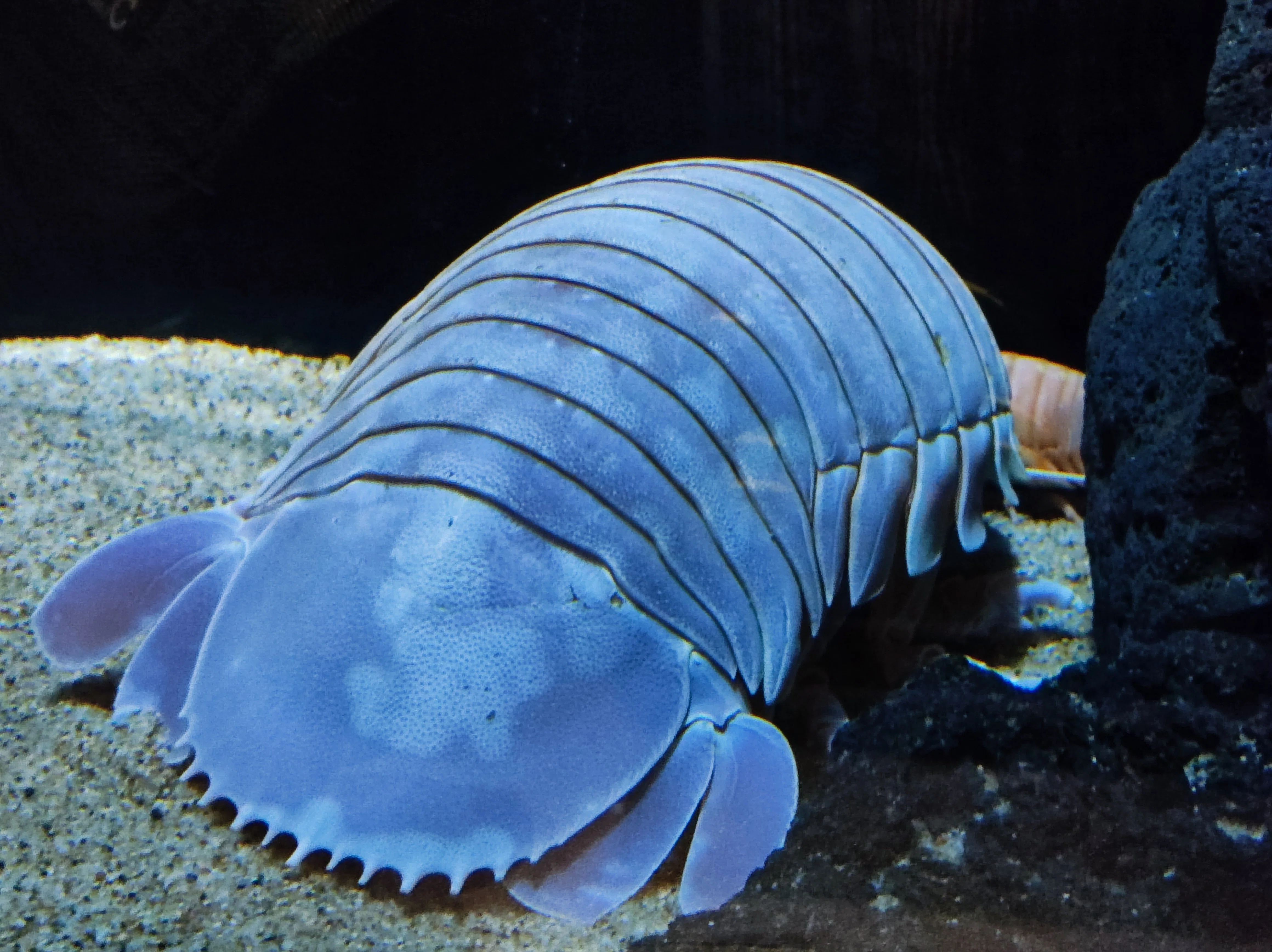サンシャイン水族館ゾクゾク深海生物2024｜葉月 陽