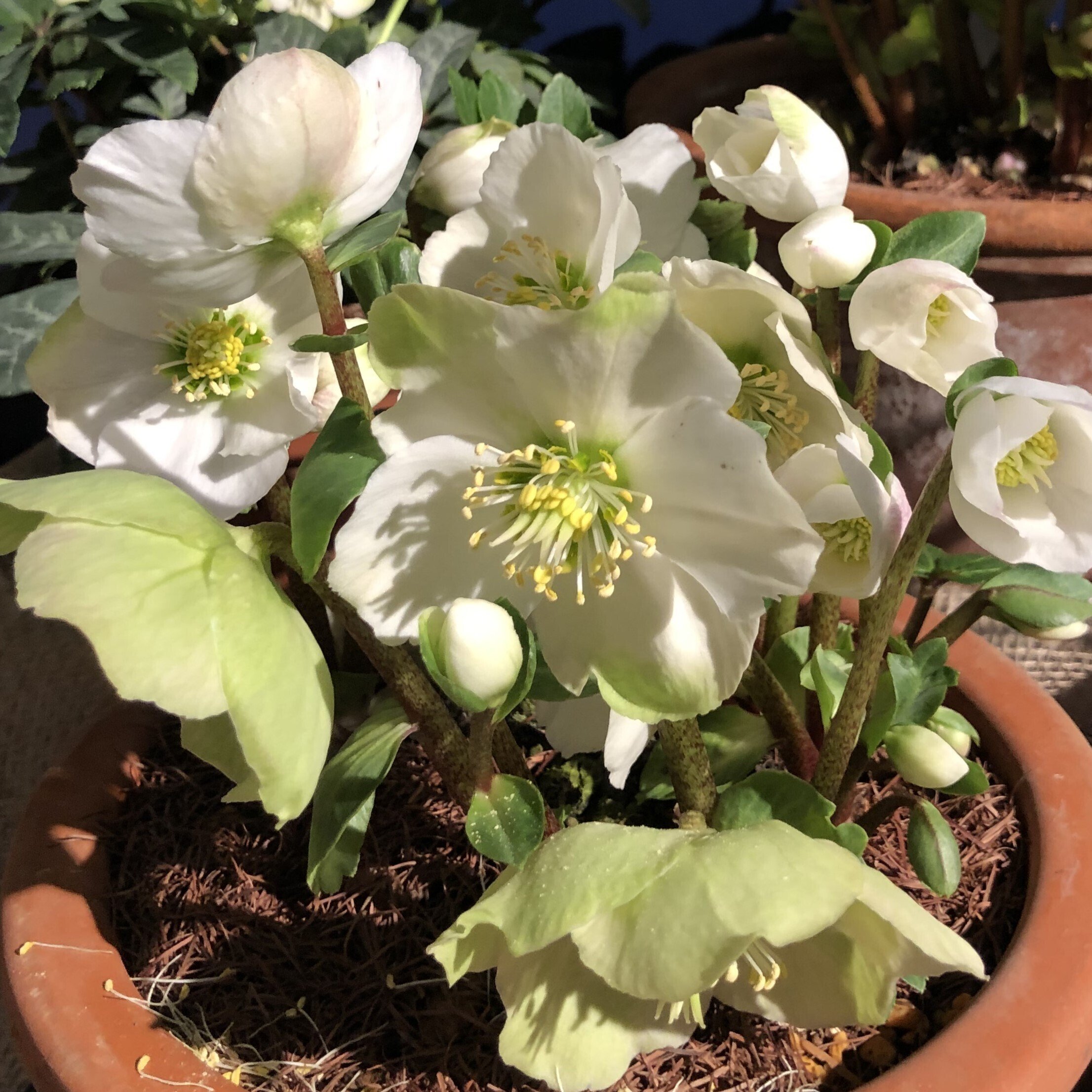 はな・物語 巻ノ五・クリスマスローズ｜新井裕之（StudioA）