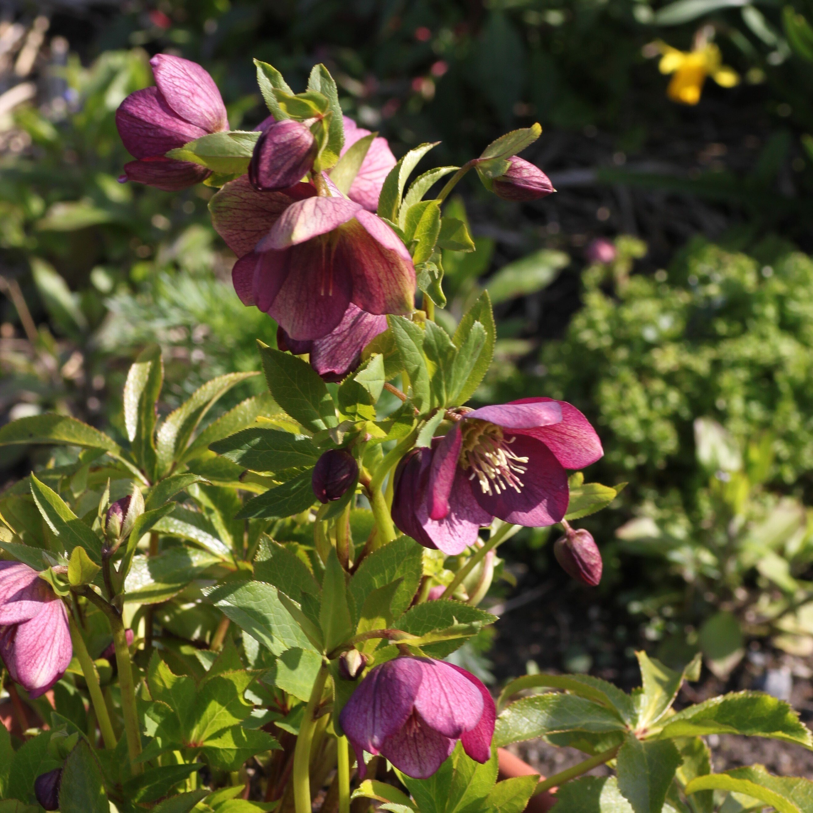 はな・物語 巻ノ五・クリスマスローズ｜新井裕之（StudioA）