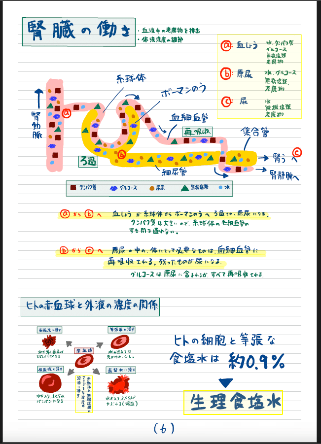 専用ページ　心臓　血液　まとめノート 専用ページ 心臓 血液 まとめノート 138e2b9a4d4b569c7b866107a67dd9