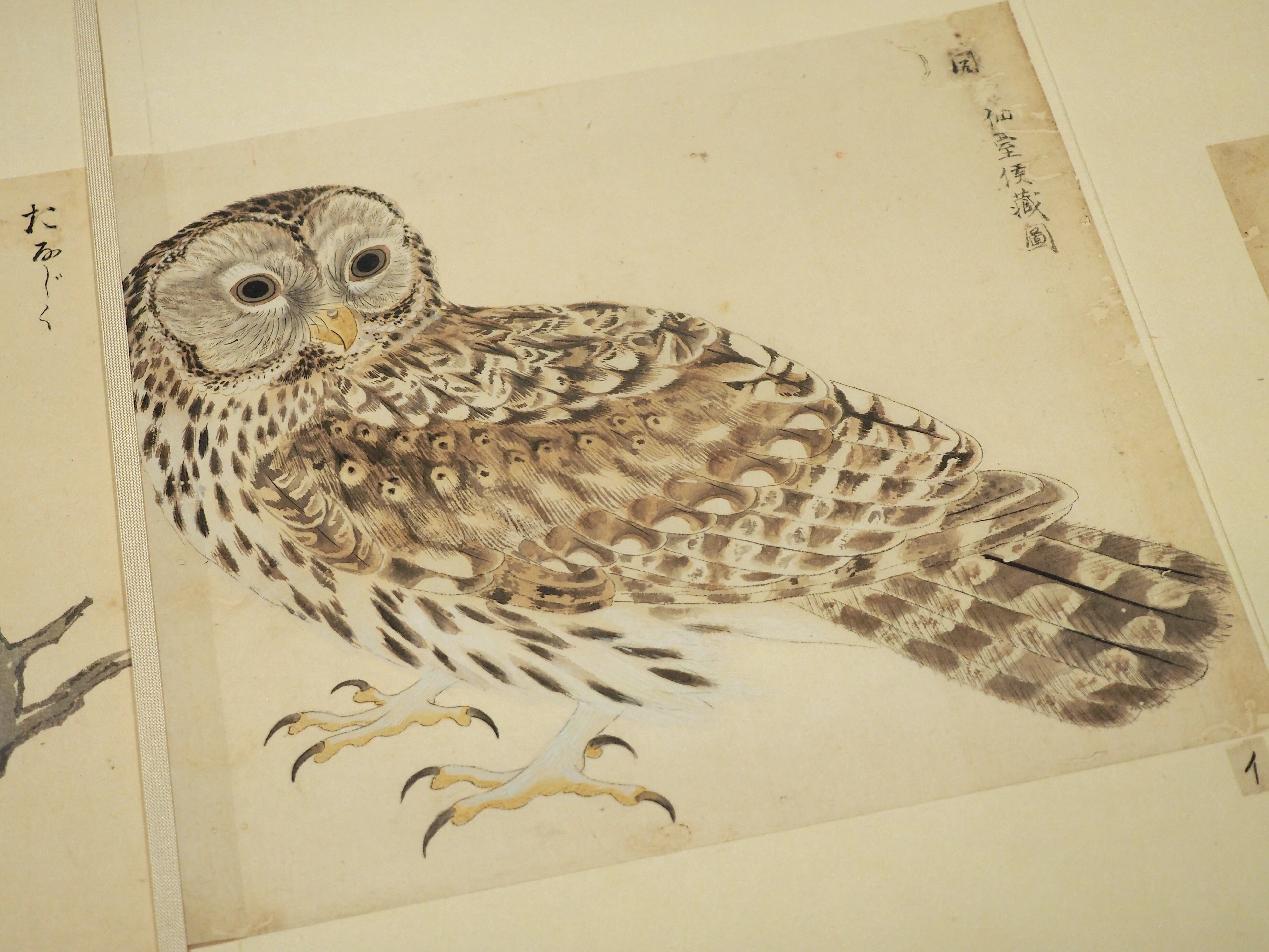 江戸時代の図譜と岡本秋暉の《四季花鳥図屏風》｜かわかわ