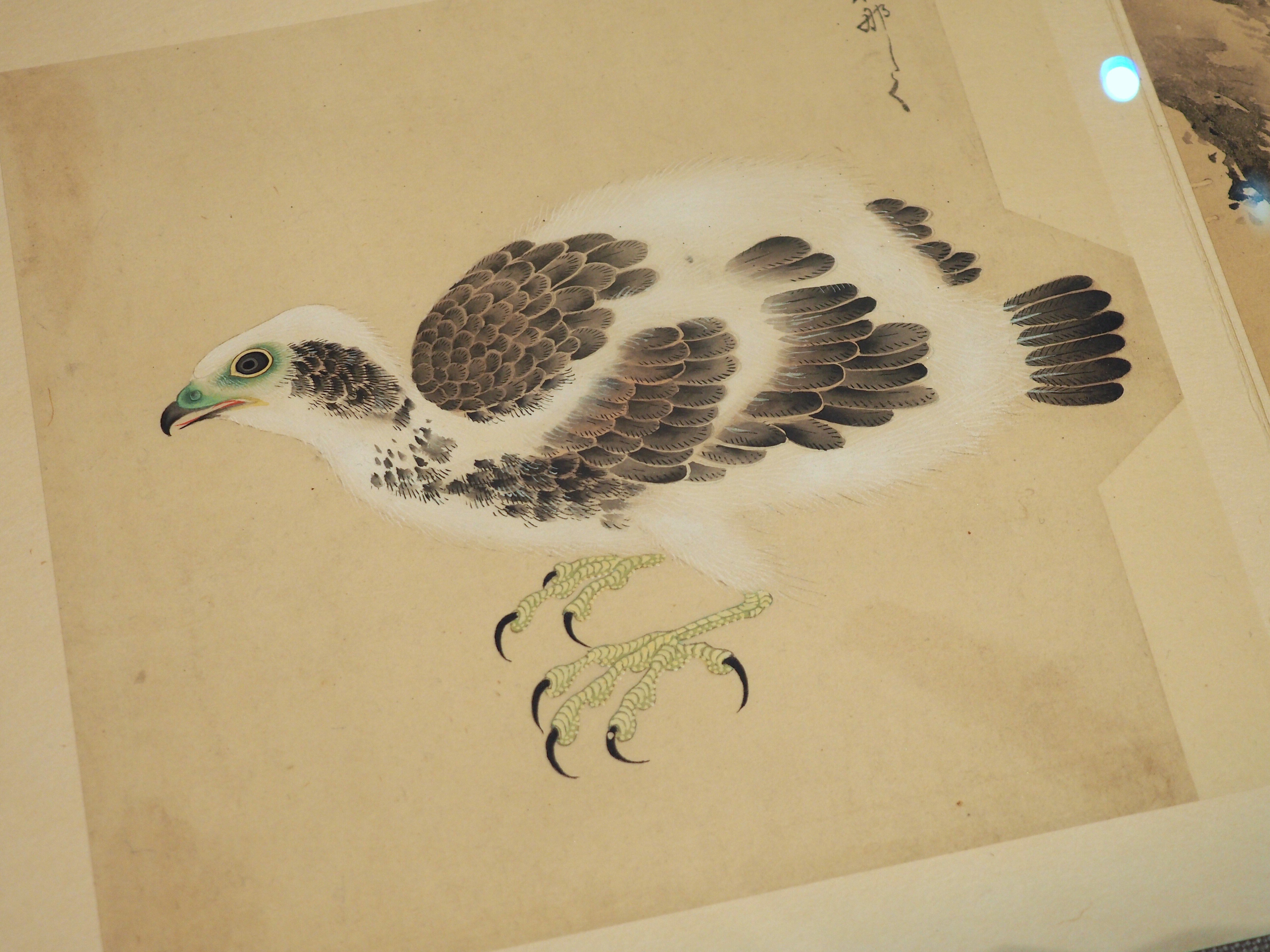 【名作品❗️】【本物保証❗️】江戸時代前期　藍九谷　濃淡染付　木の実に鳥図　兜皿 ファイル:Kano Eitoku 005.jpg - Wikipedia