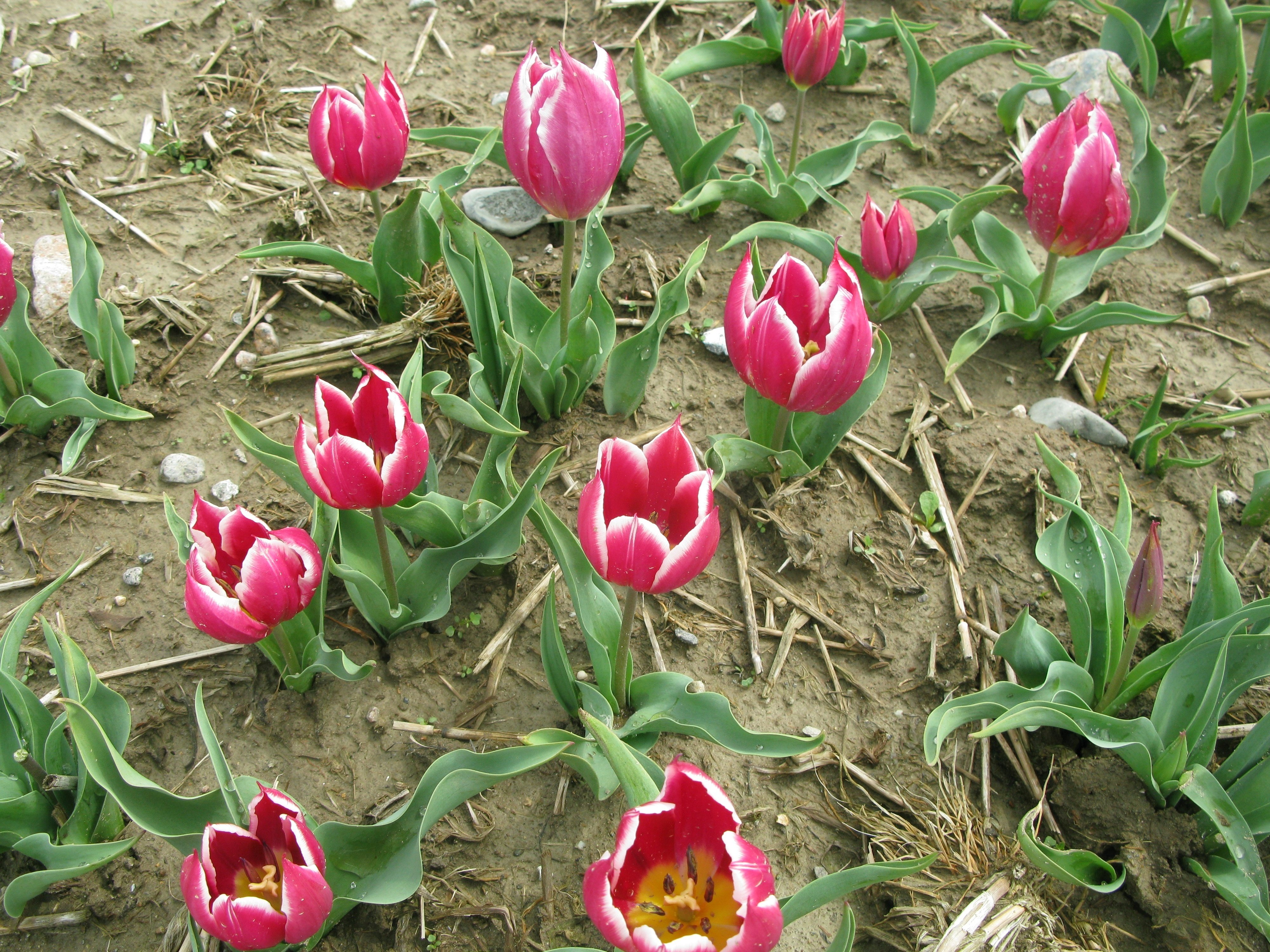 世界から愛されるチューリップのルーツ｜aoitulip（Akihiro Fujioka）