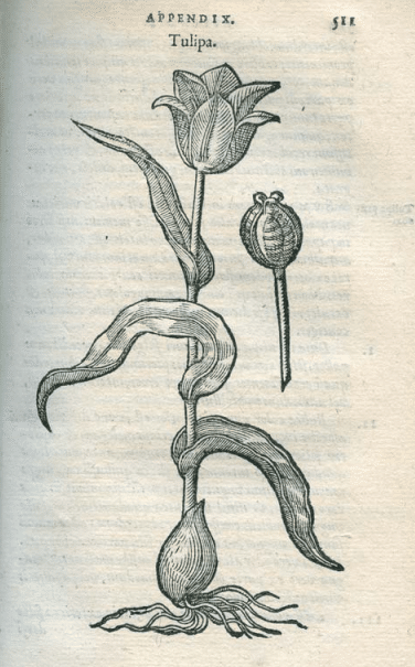 トルコ チューリップの本　In Nature, History and Art トルコ チューリップの本In Nature, History and Art