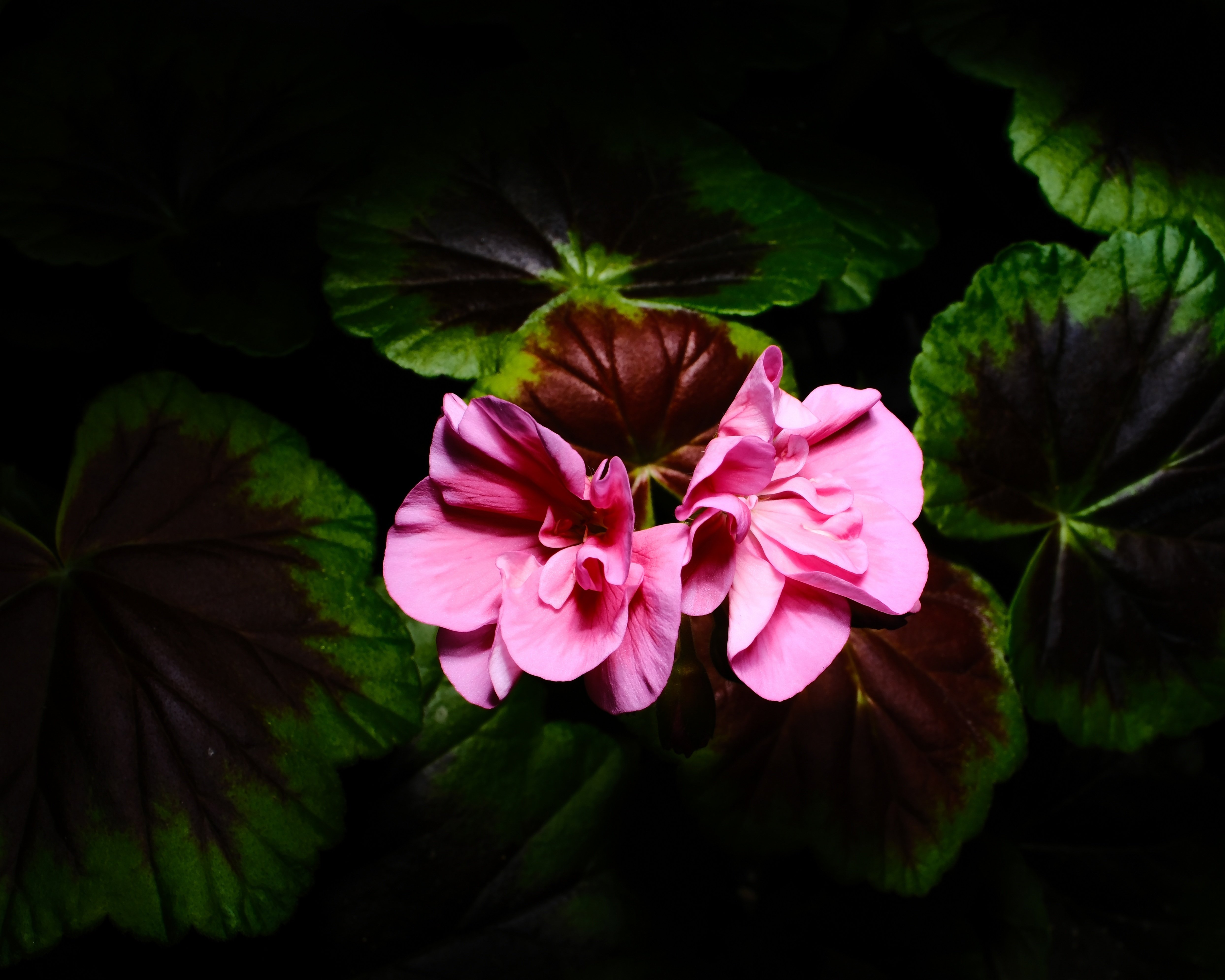 Fujifilm X-T5 +ストロボ Amazon | FUJIFILM X-T5対応 LEDディスプレイ付きマクロリングライト