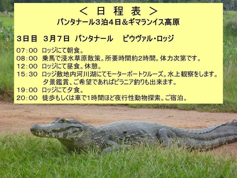 ブラジル 雨季『パンタナール』4｜Tony1200