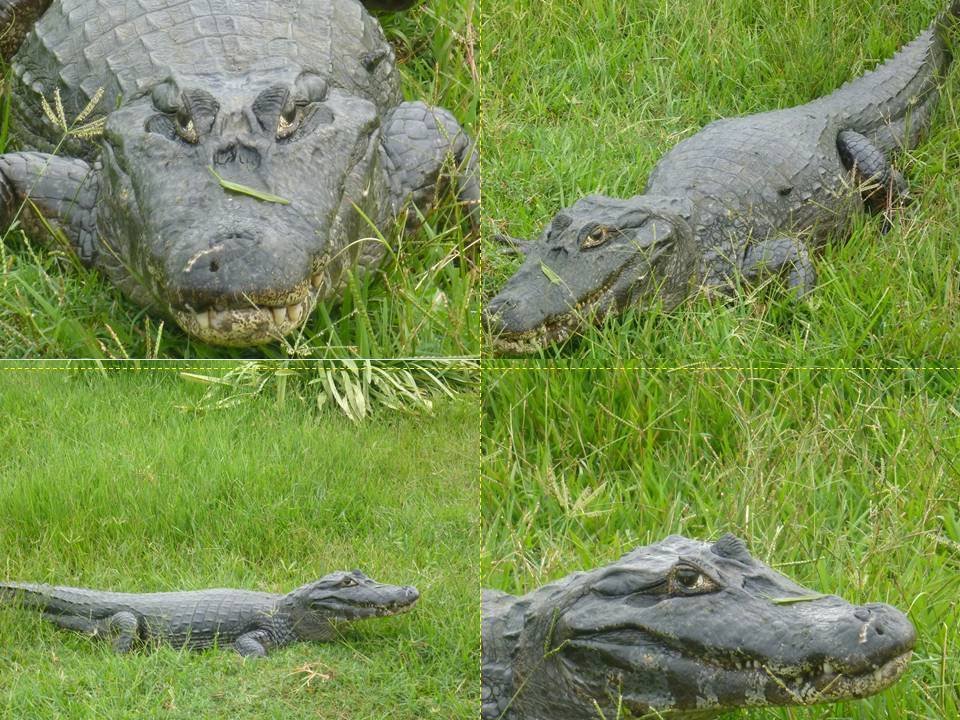 ブラジル 雨季『パンタナール』4｜Tony1200