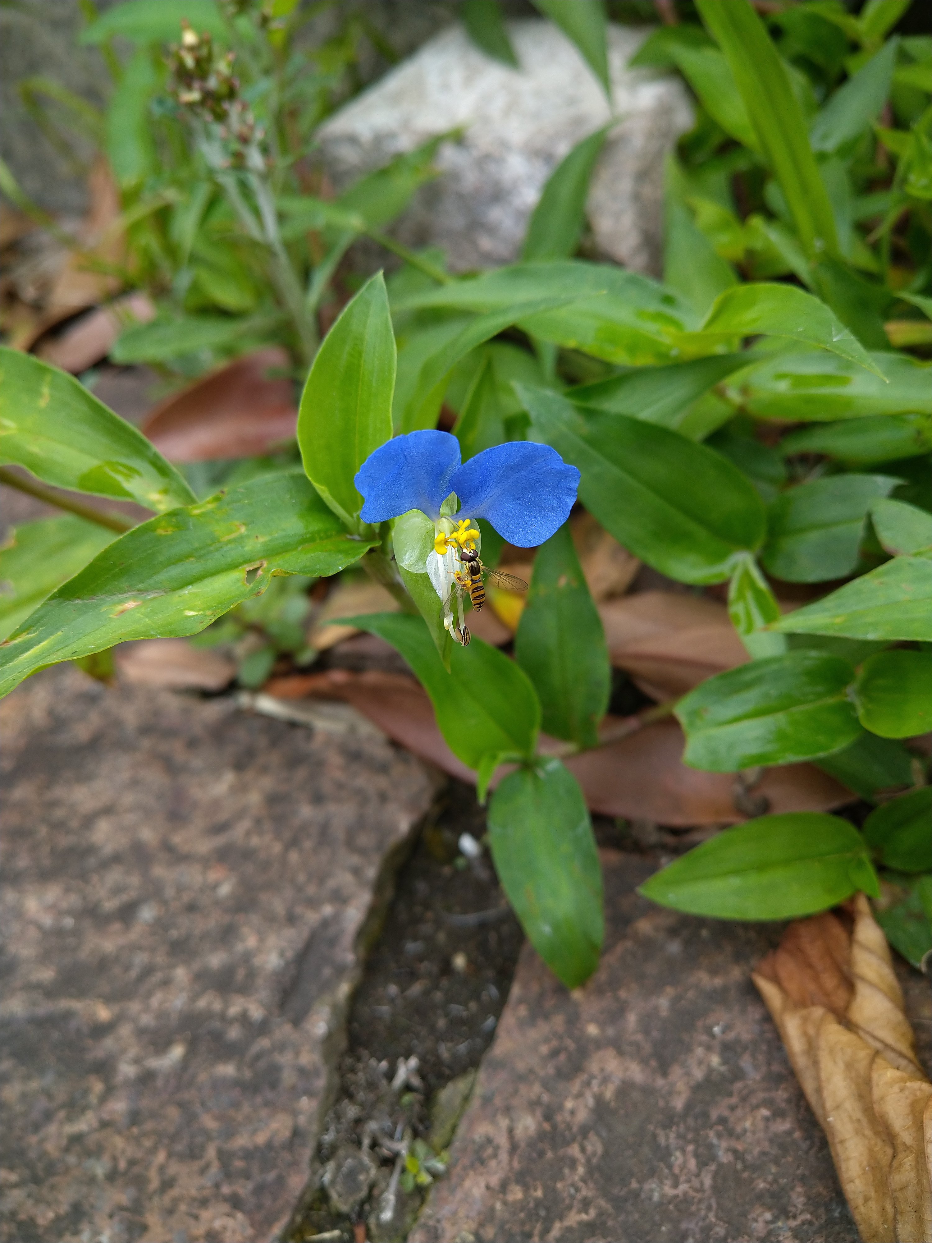 ツユクサとトキワツユクサ（ツユクサ科）｜Ashito