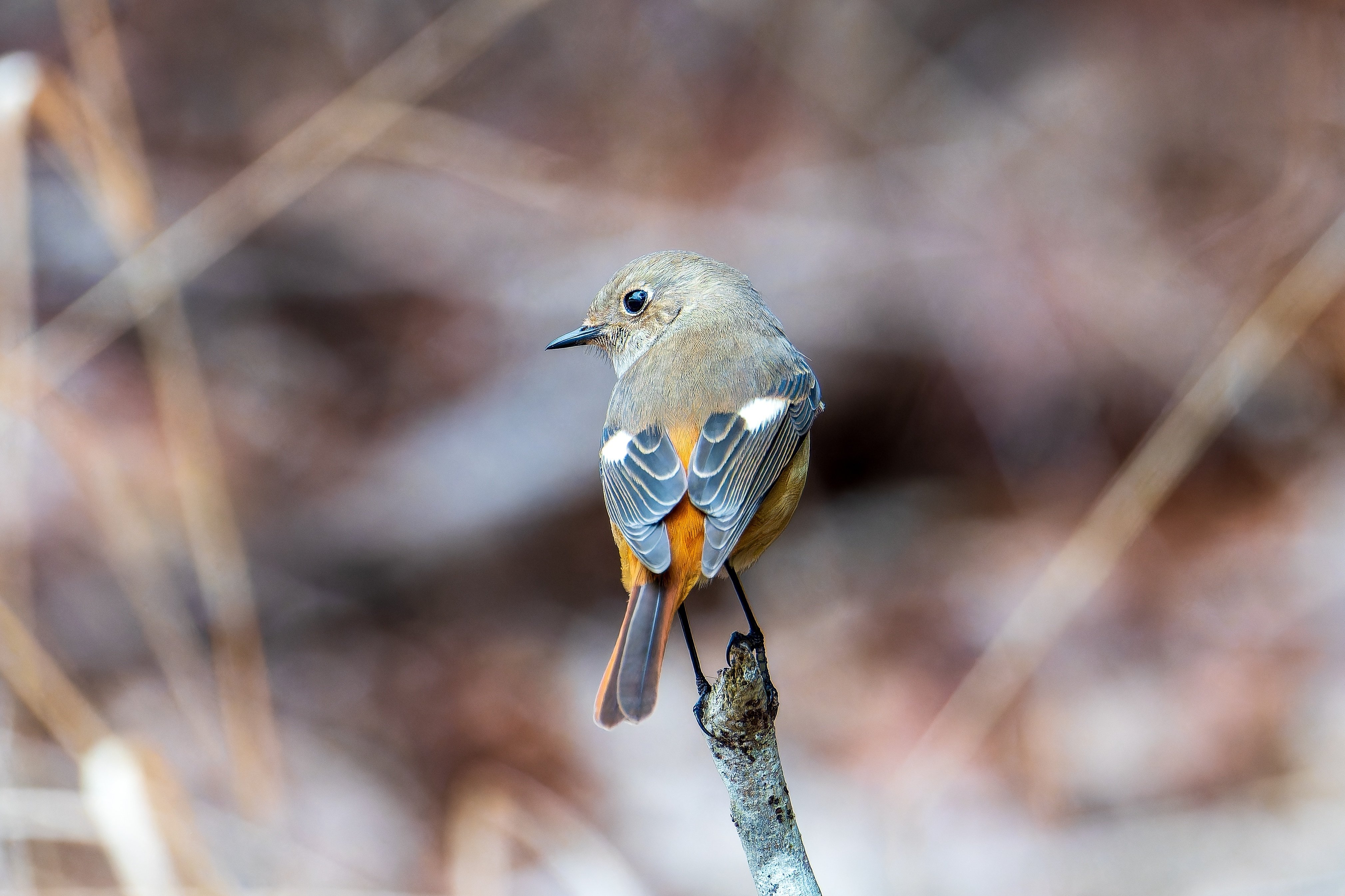 2024/2/4の野鳥写真(キレンジャク・ヒレンジャク、ジョウビタキ)｜K.Y.