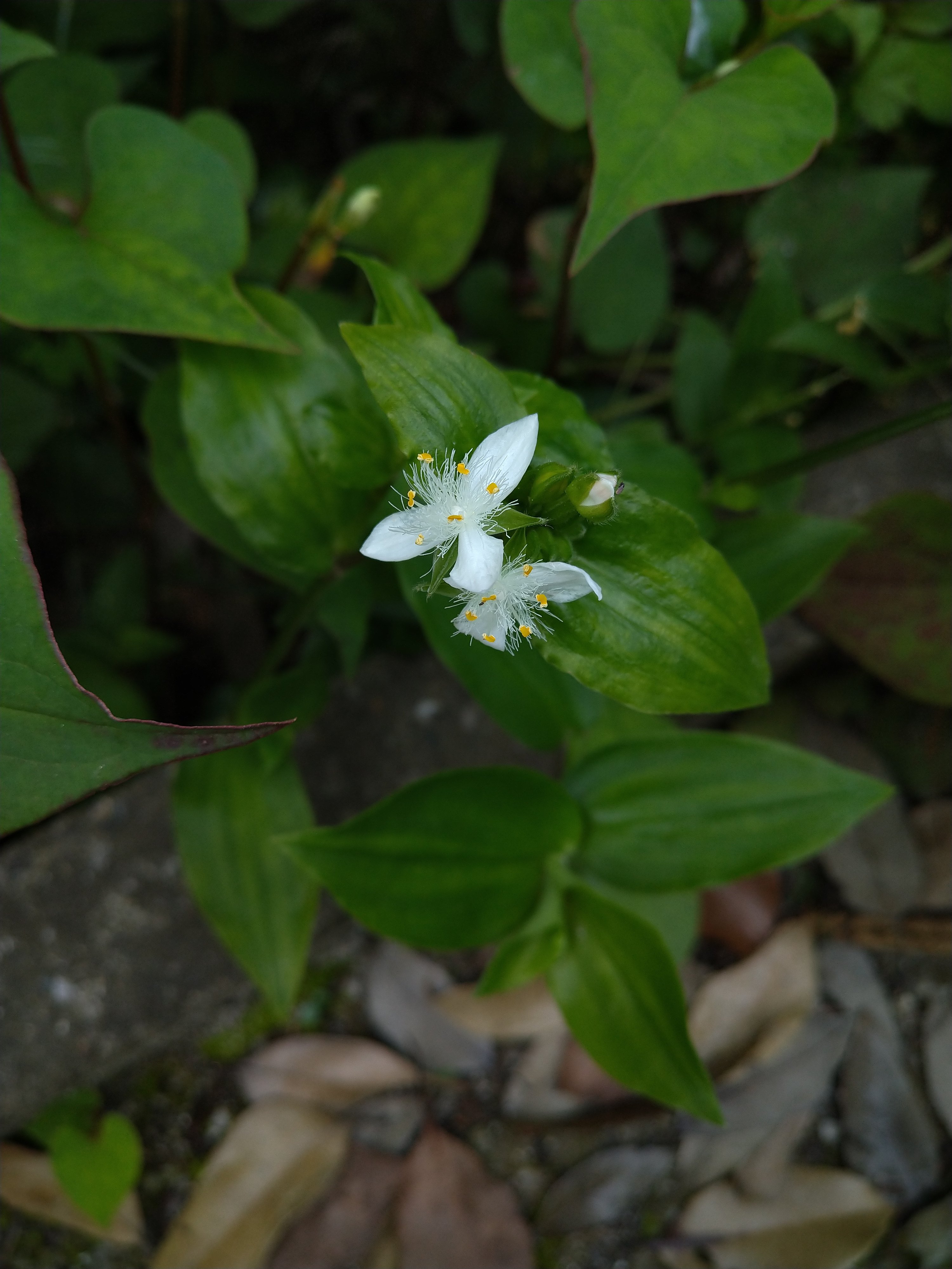ツユクサとトキワツユクサ（ツユクサ科）｜Ashito