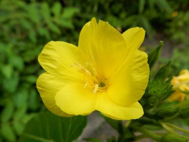 竹久夢二「宵待草」と海鹿島｜やました＠非公認銚子観光大使