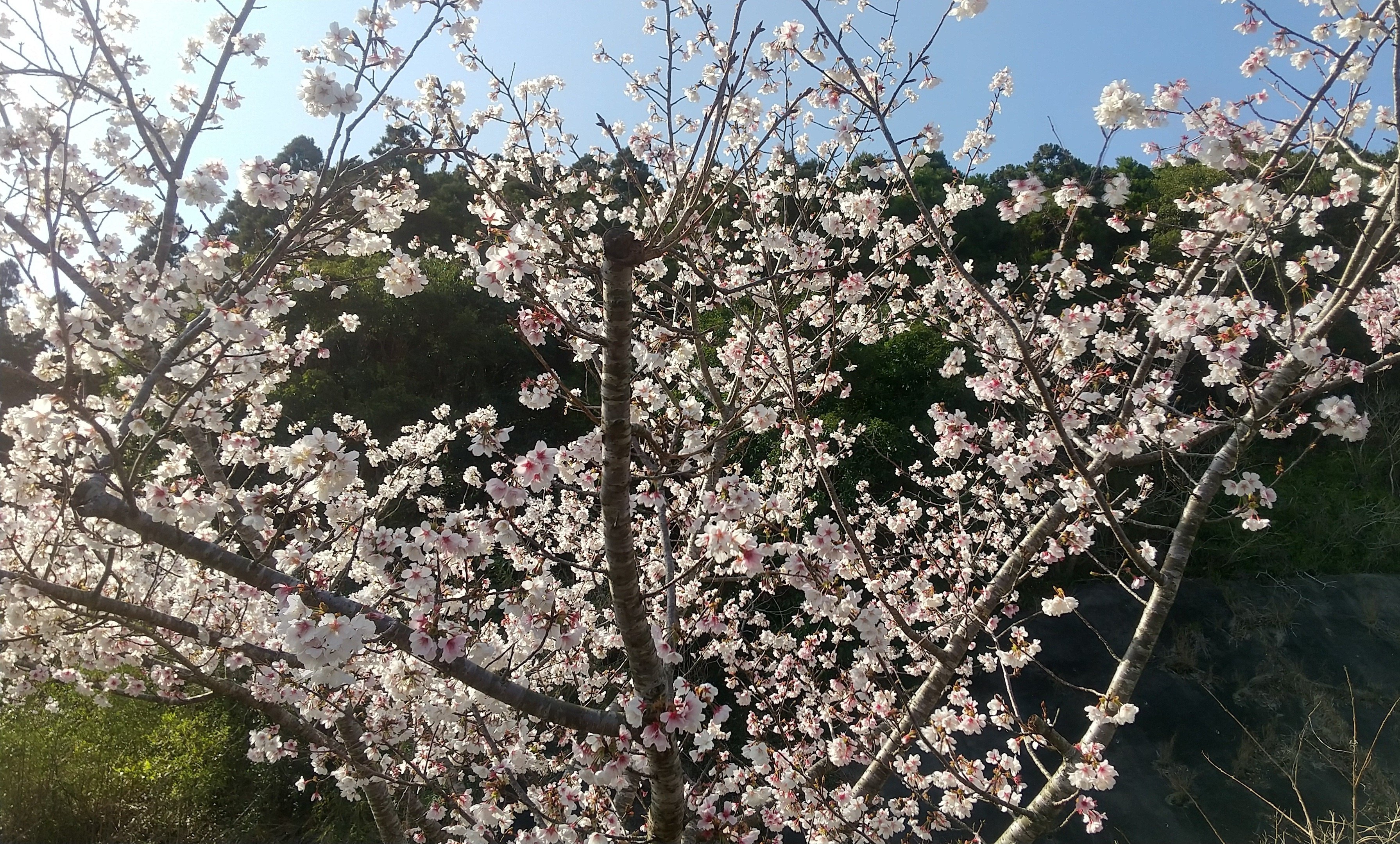 中古】 サゴヤシ 21世紀の資源植物