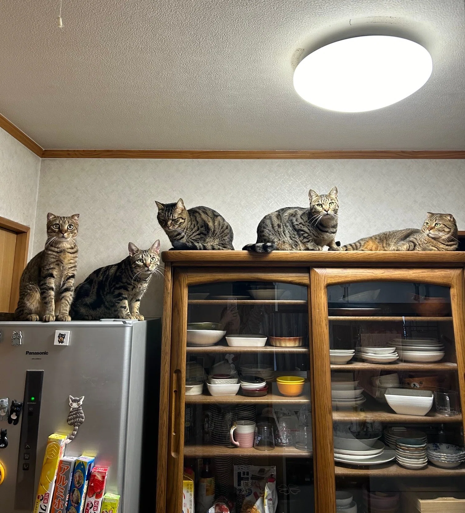 ここで猫の集会がはじまるのか…？食器棚の上で密会する5匹の猫たちを