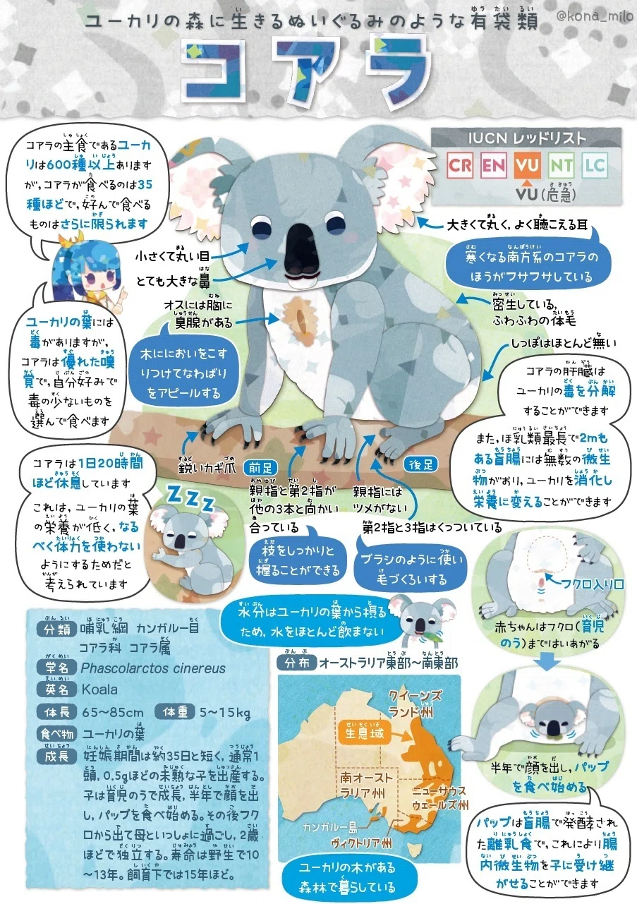 絶滅危機動物ファイル17「コアラ」｜キクチミロ