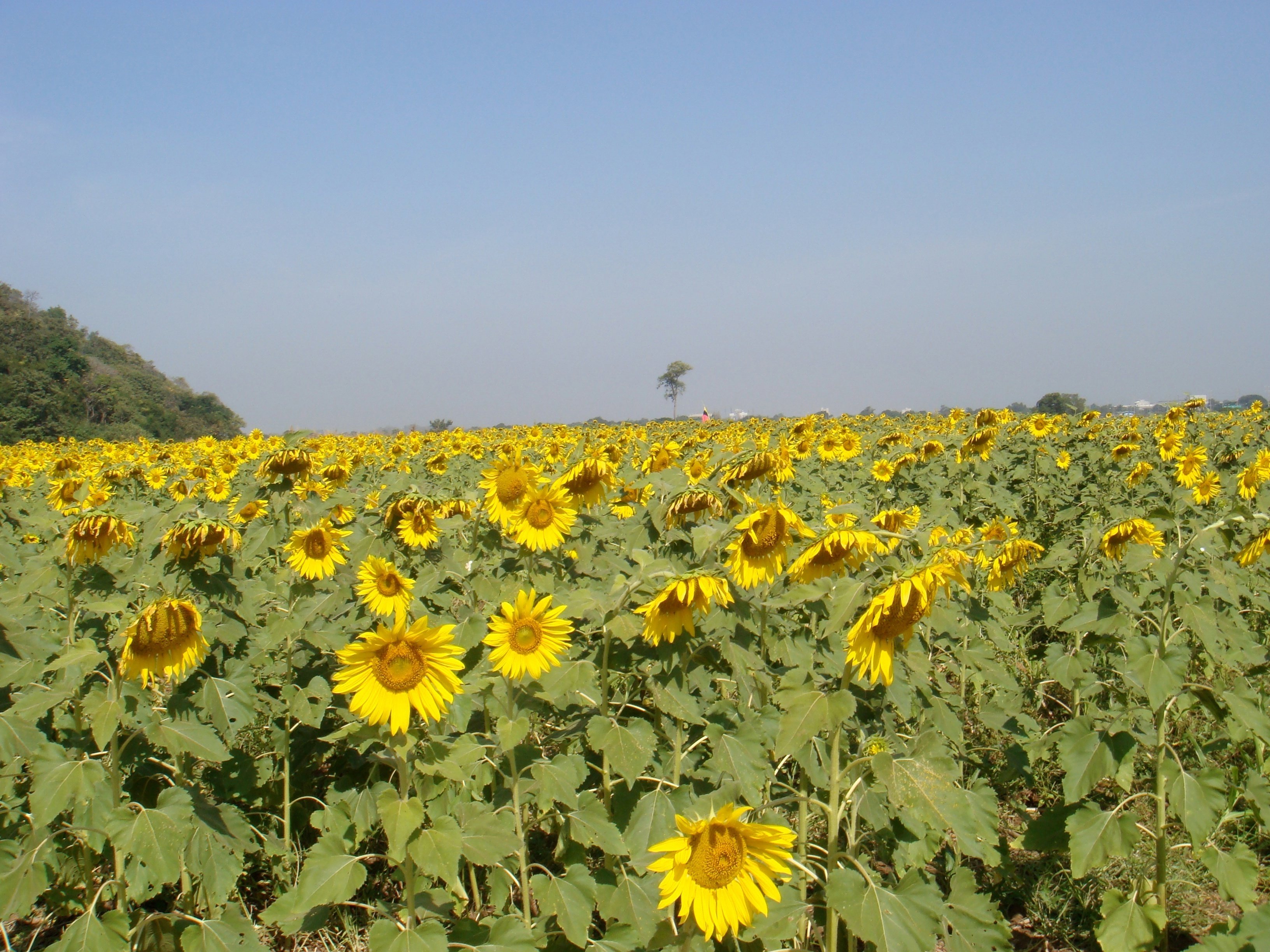 海外駐在】駐在することは、その国に住まわせてもらうこと｜Edu-more plus