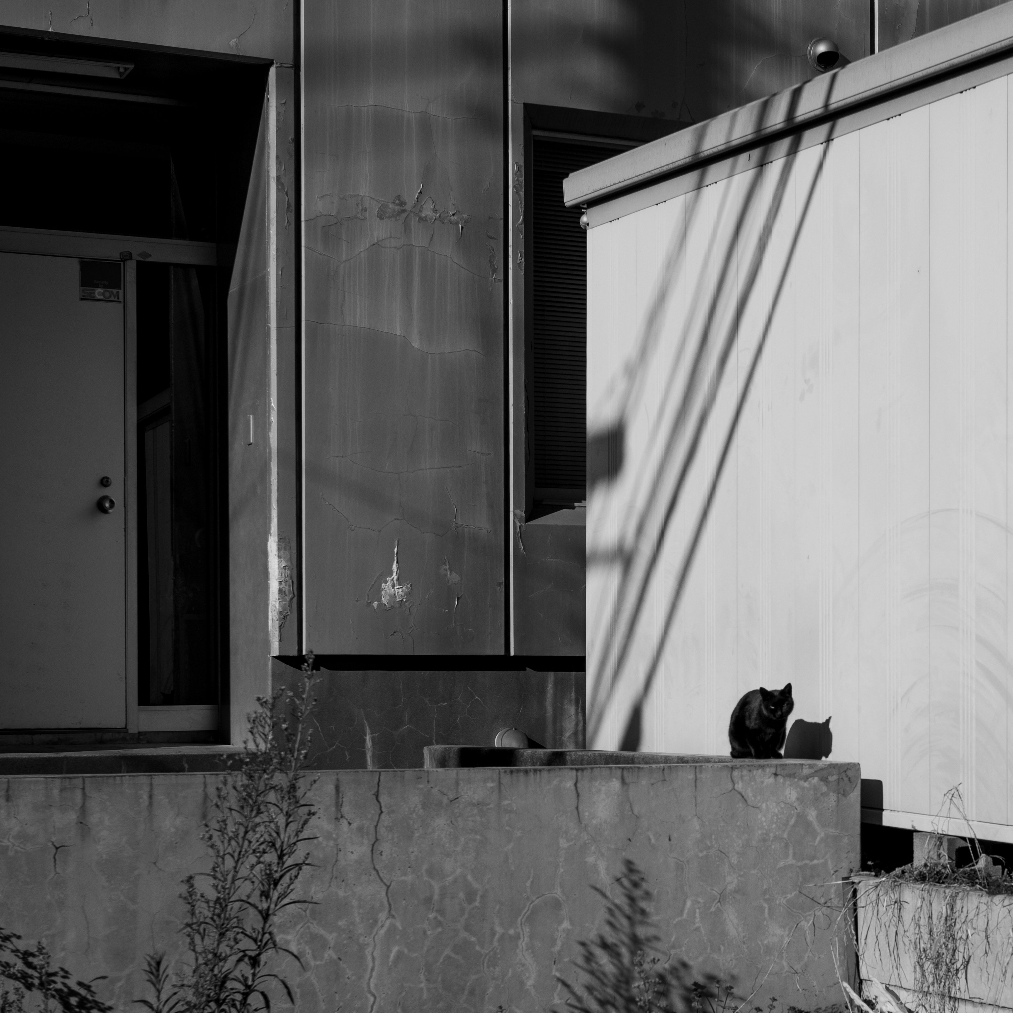 NOKTON Vintage Line 35mm F1.5 aspherical レビュー|谷村翔 NOKTON Vintage Line 35mm F1.5 aspherical レビュー|谷村翔