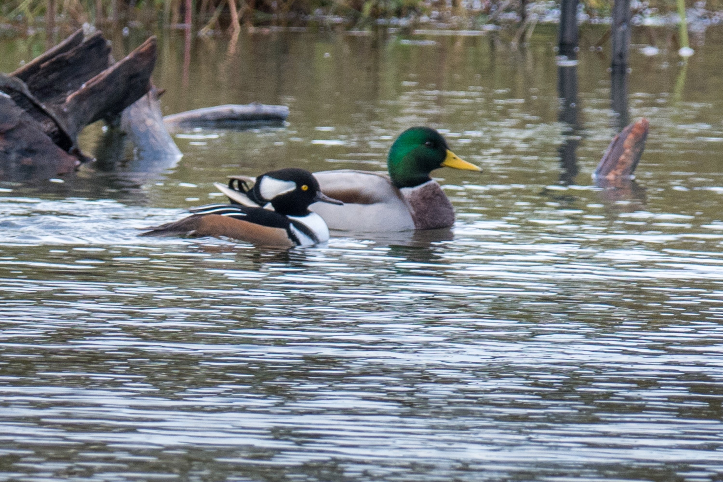 シカゴでバードウォッチング！】 Hooded Merganser オウギアイサ｜ローリー