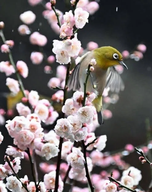花と鳥 第2858回 せっかちな鳥とのんびりした鳥｜翆野 大地